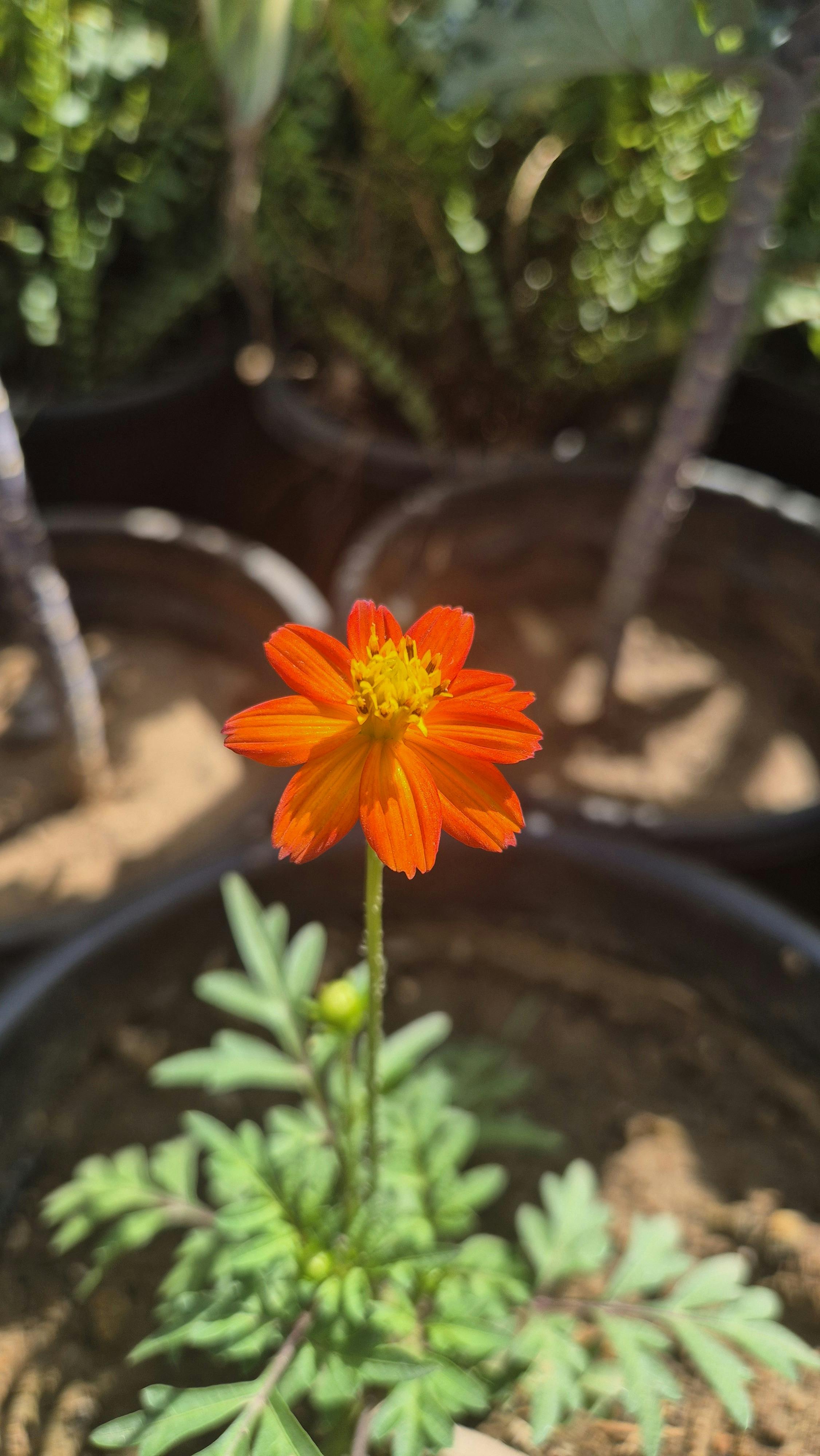 Image 1567855 — Nature