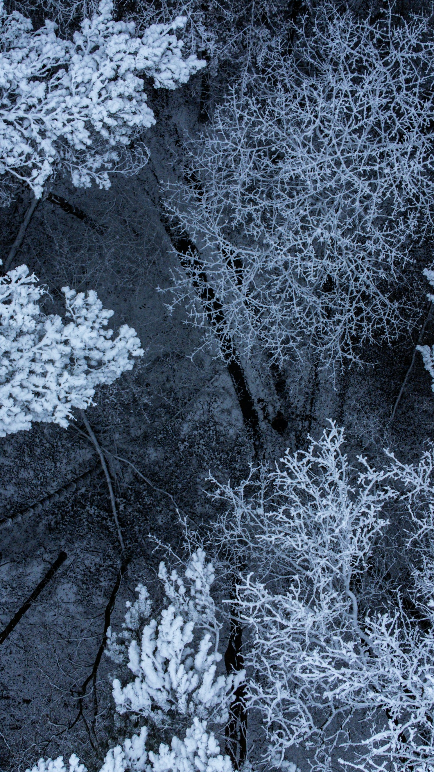 Aerial View of Snowy Winter Forest