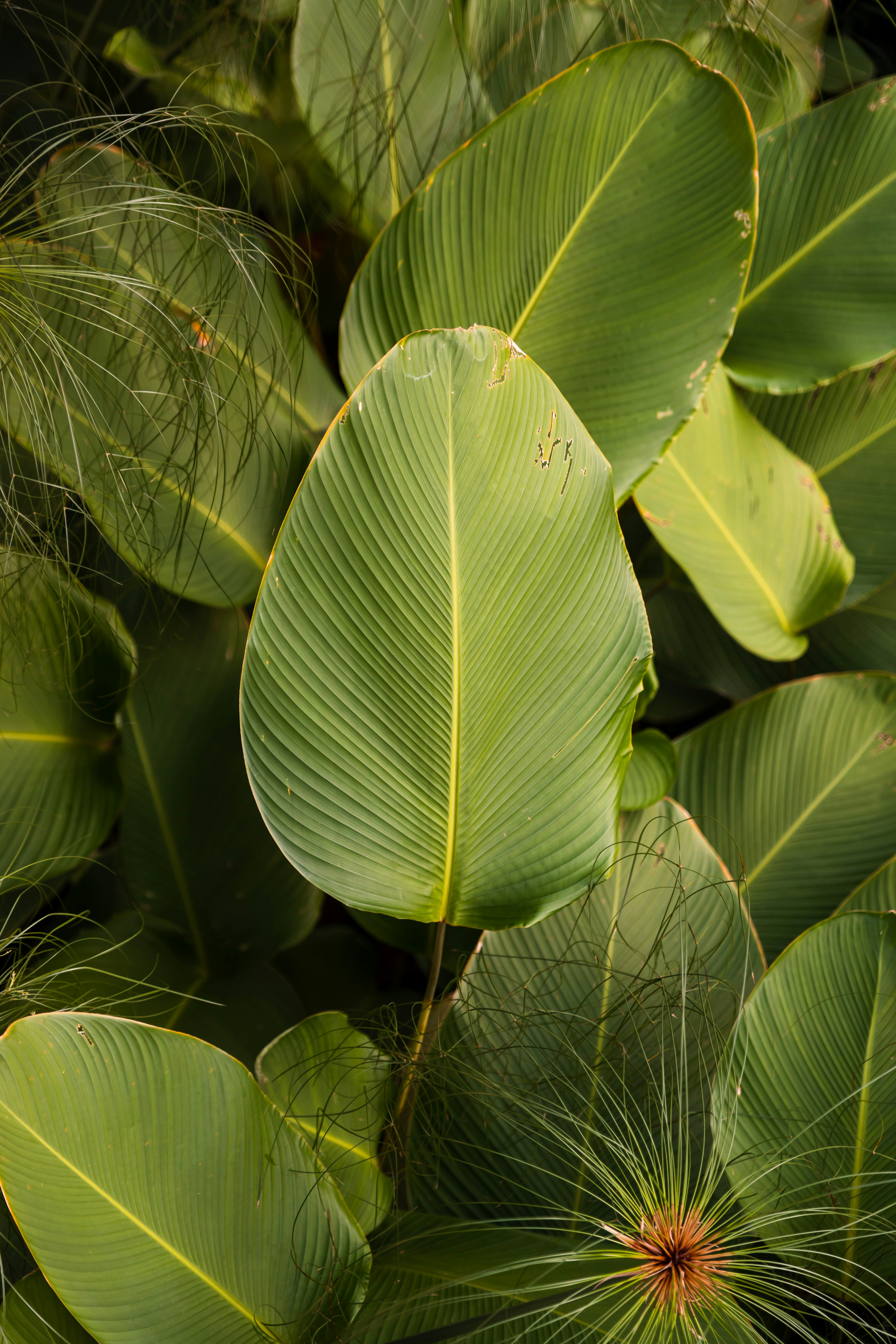 Lush Tropical Green Foliage Close Up