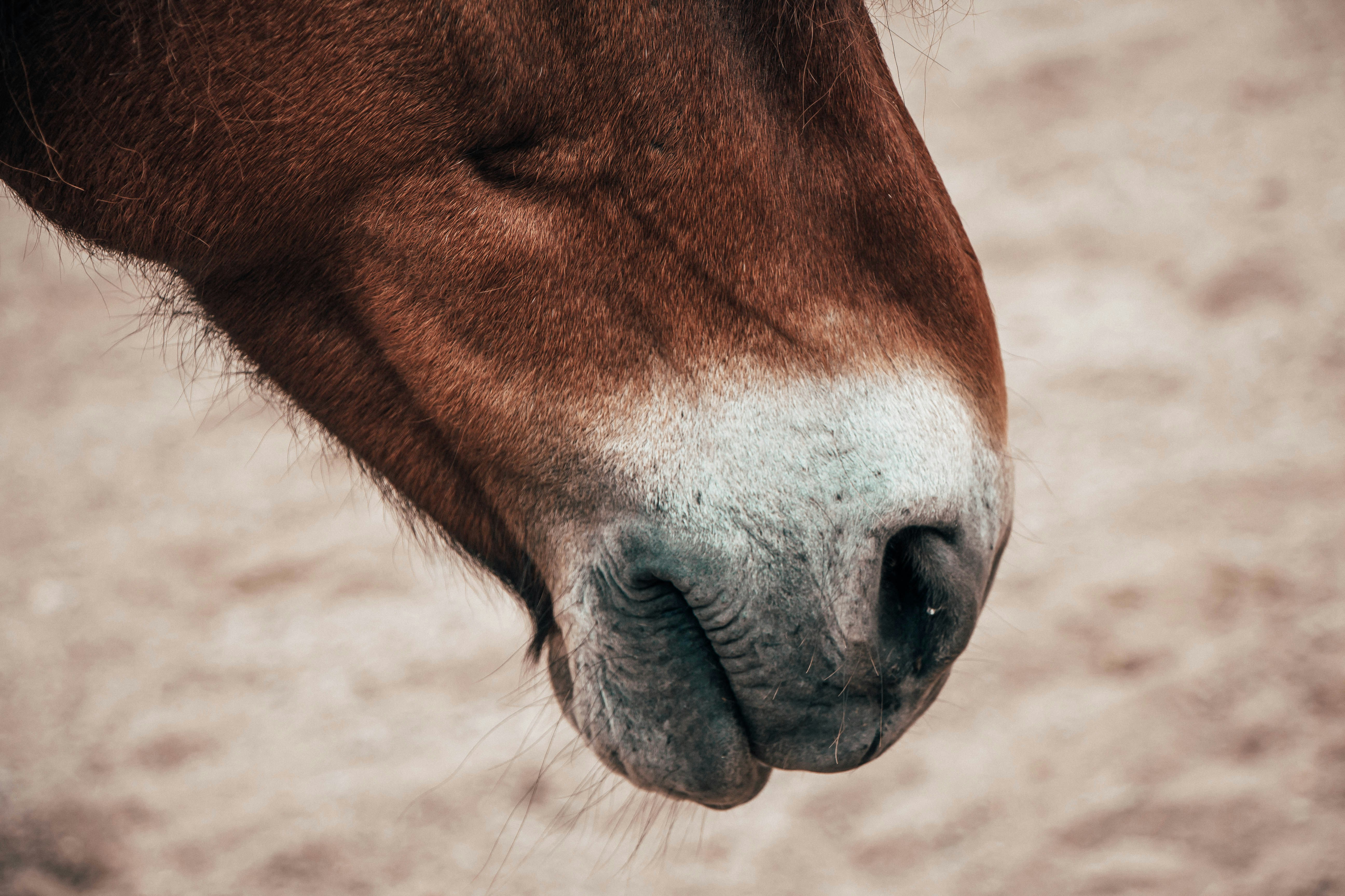 Close-up of Brown Horse's Muzzle
