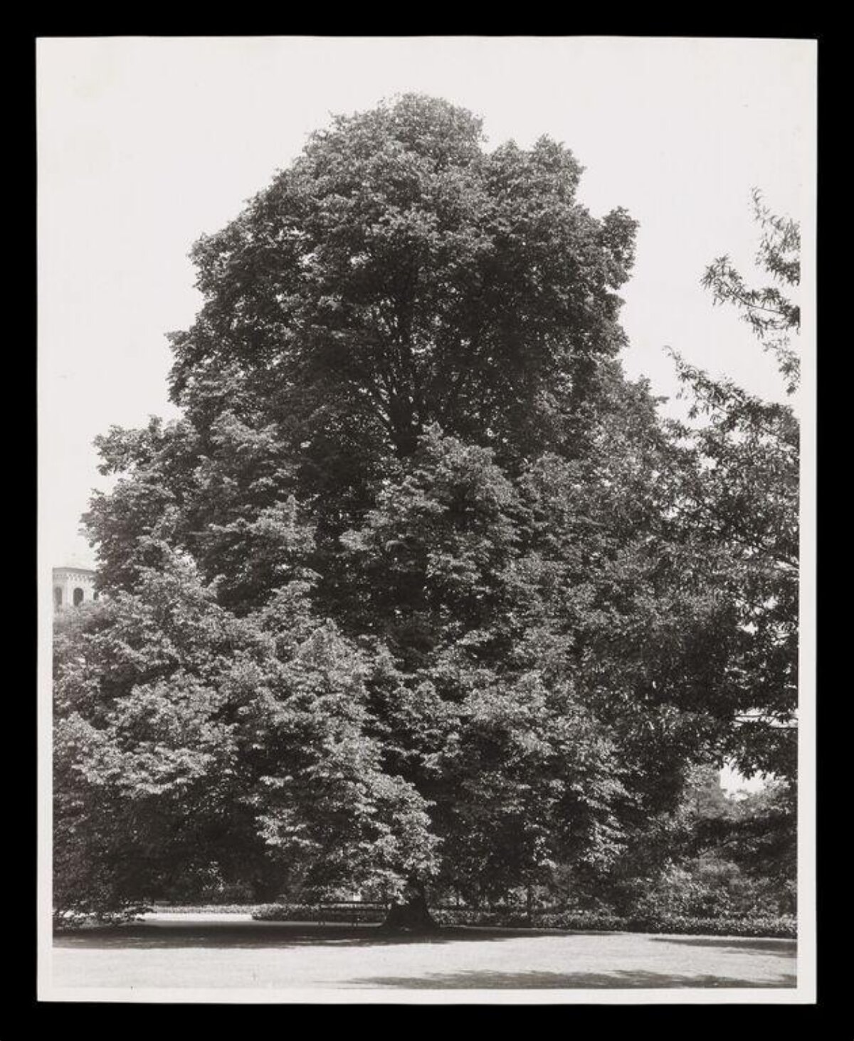 Large Tree in Park