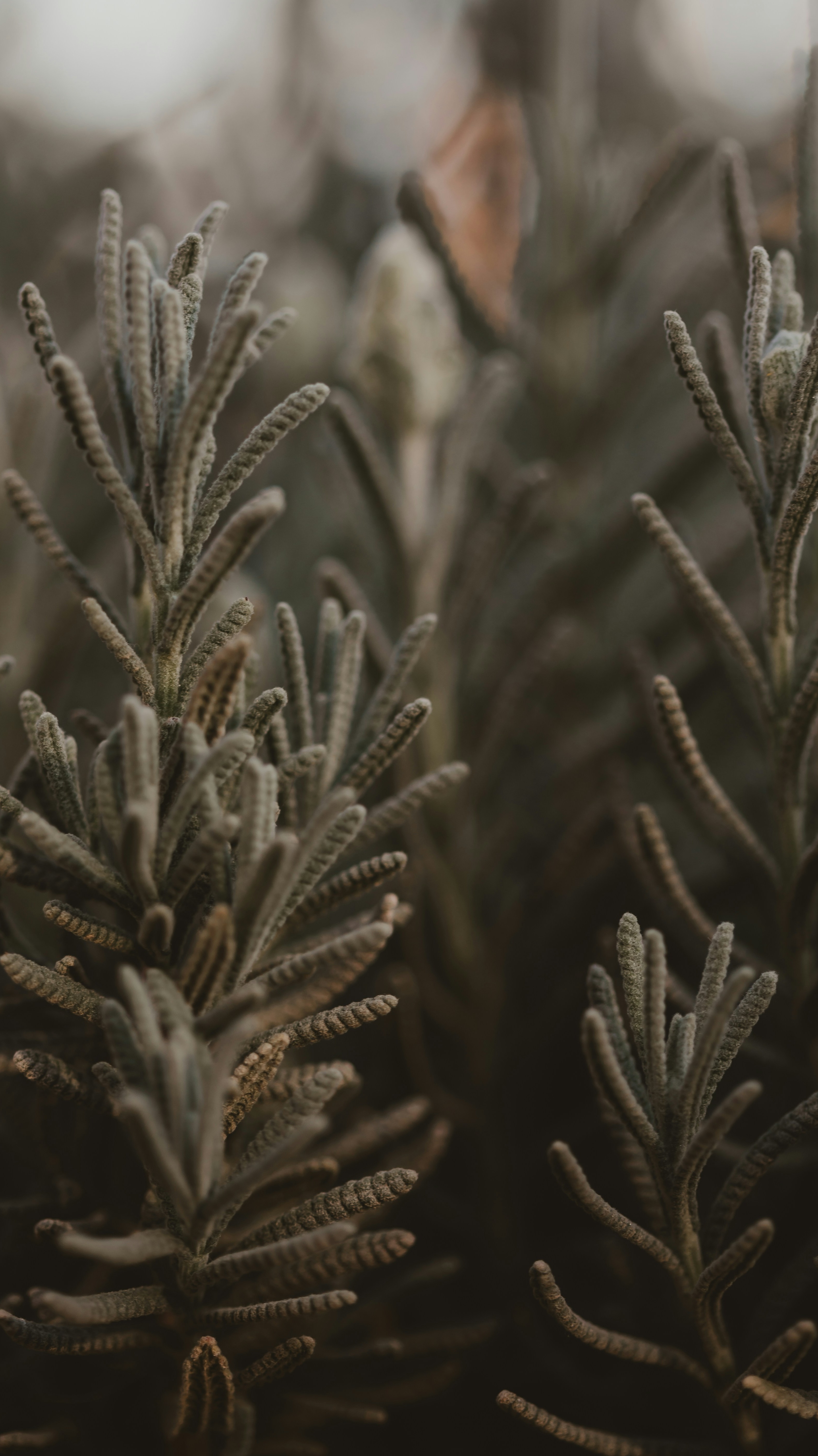 Close Up of Fuzzy Lavender Foliage