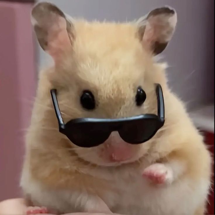 Fluffy Hamster Wearing Mini Sunglasses