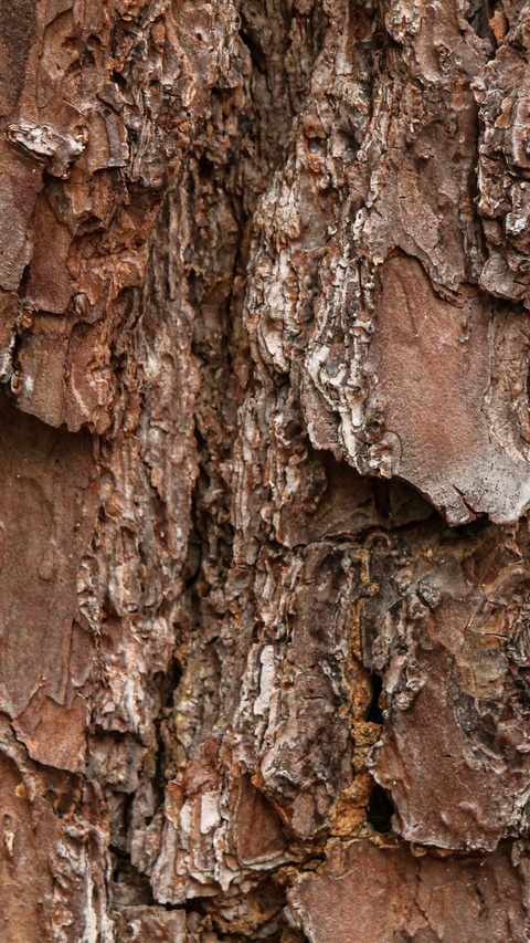 Close Up of Tree Bark