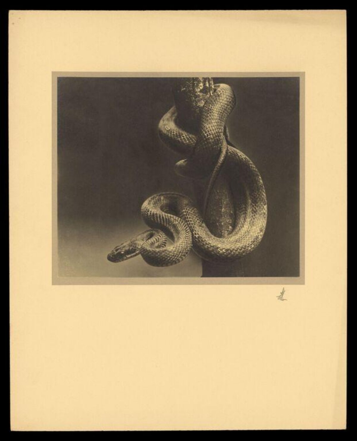 Coiled Snake on Tree Branch