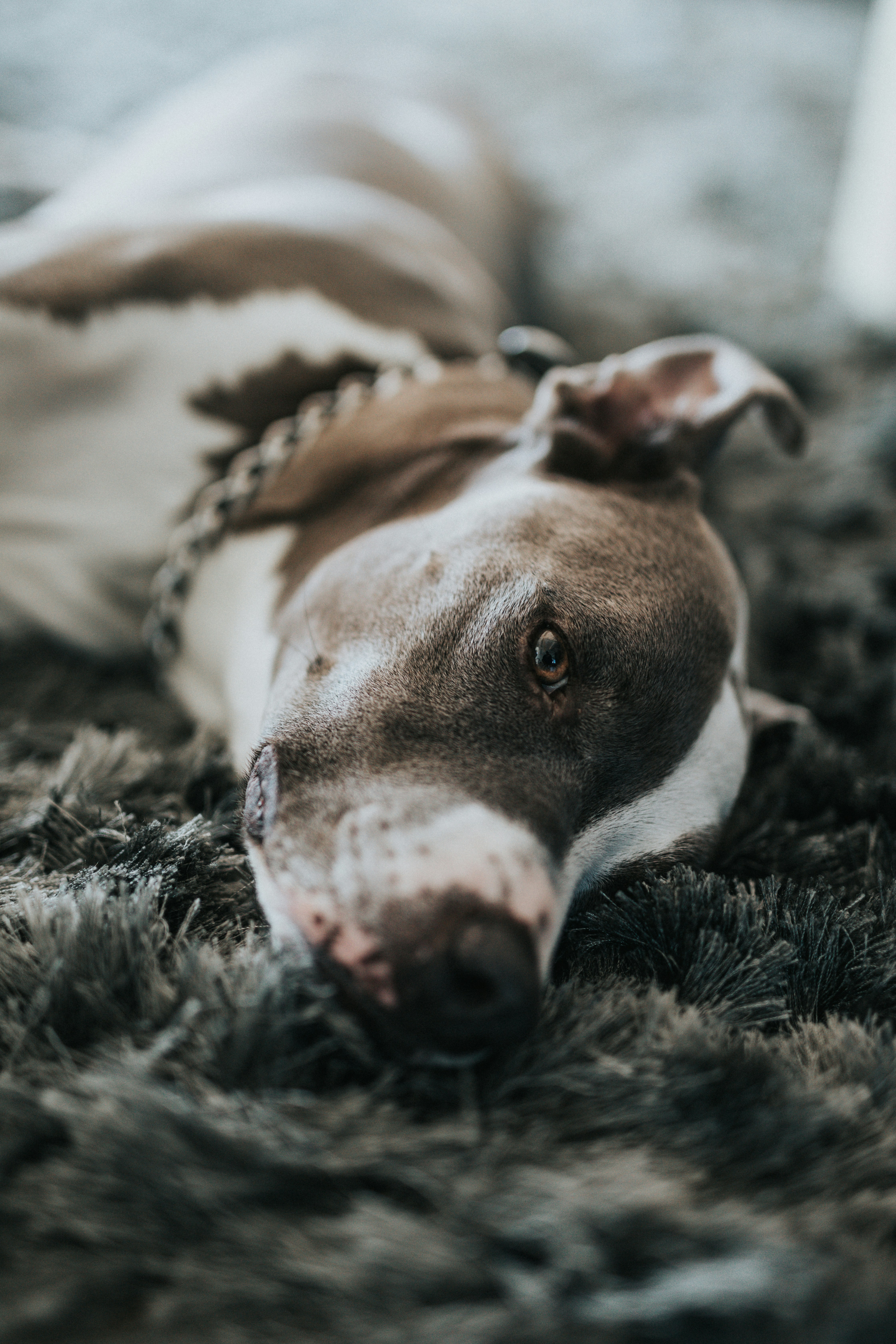 Brown and White Dog Resting on Shag Rug — 4K Wallpapers