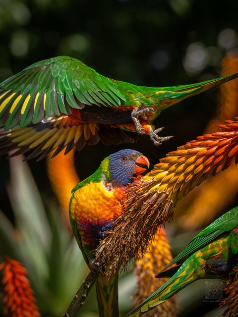 Rainbow Lorikeets Feeding on Flowers