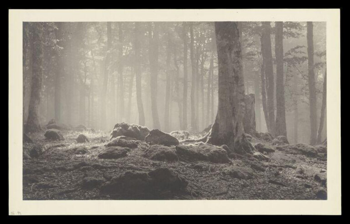 Misty Forest Scene