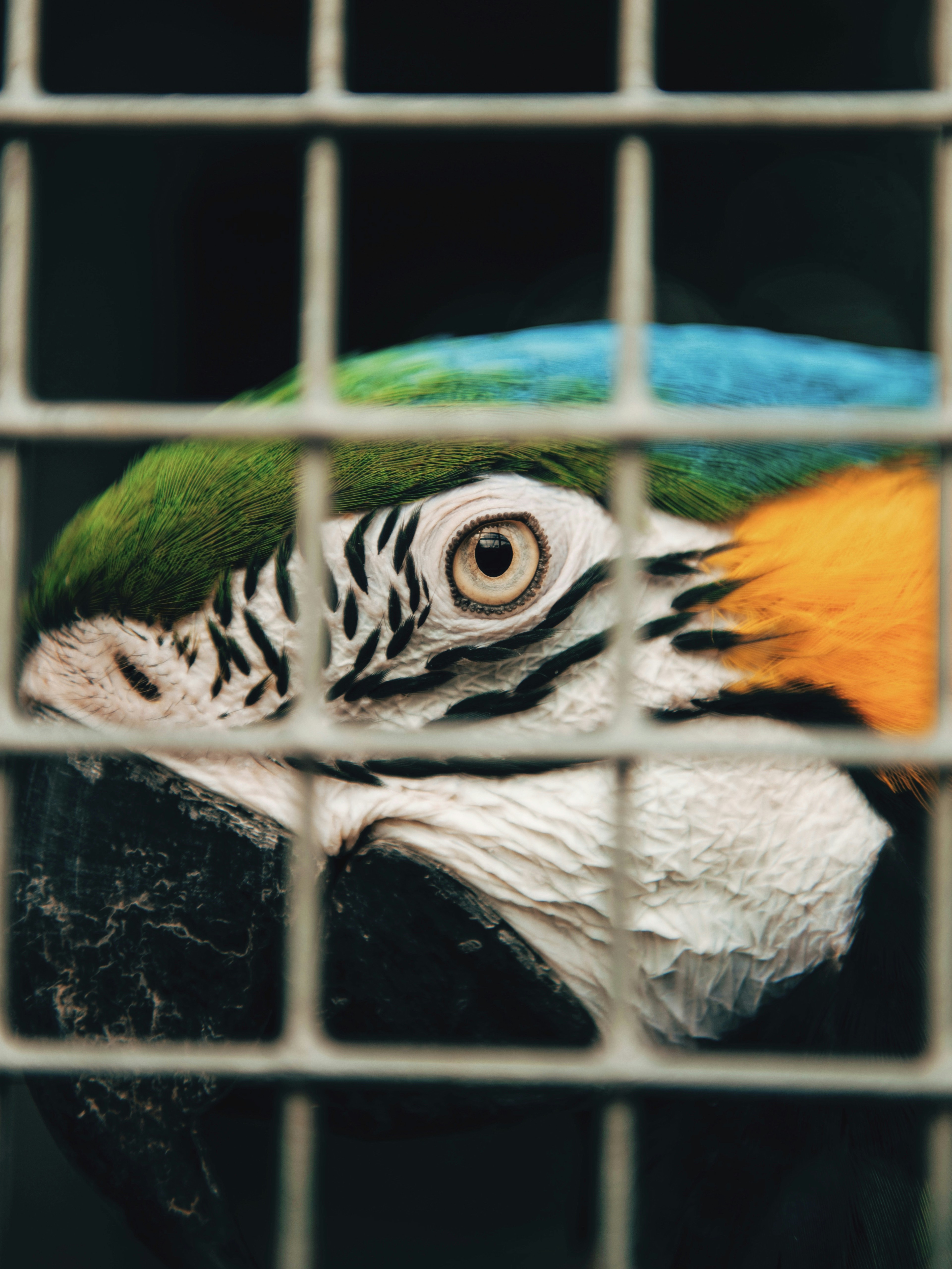 Macaw Parrot Behind Cage Grids