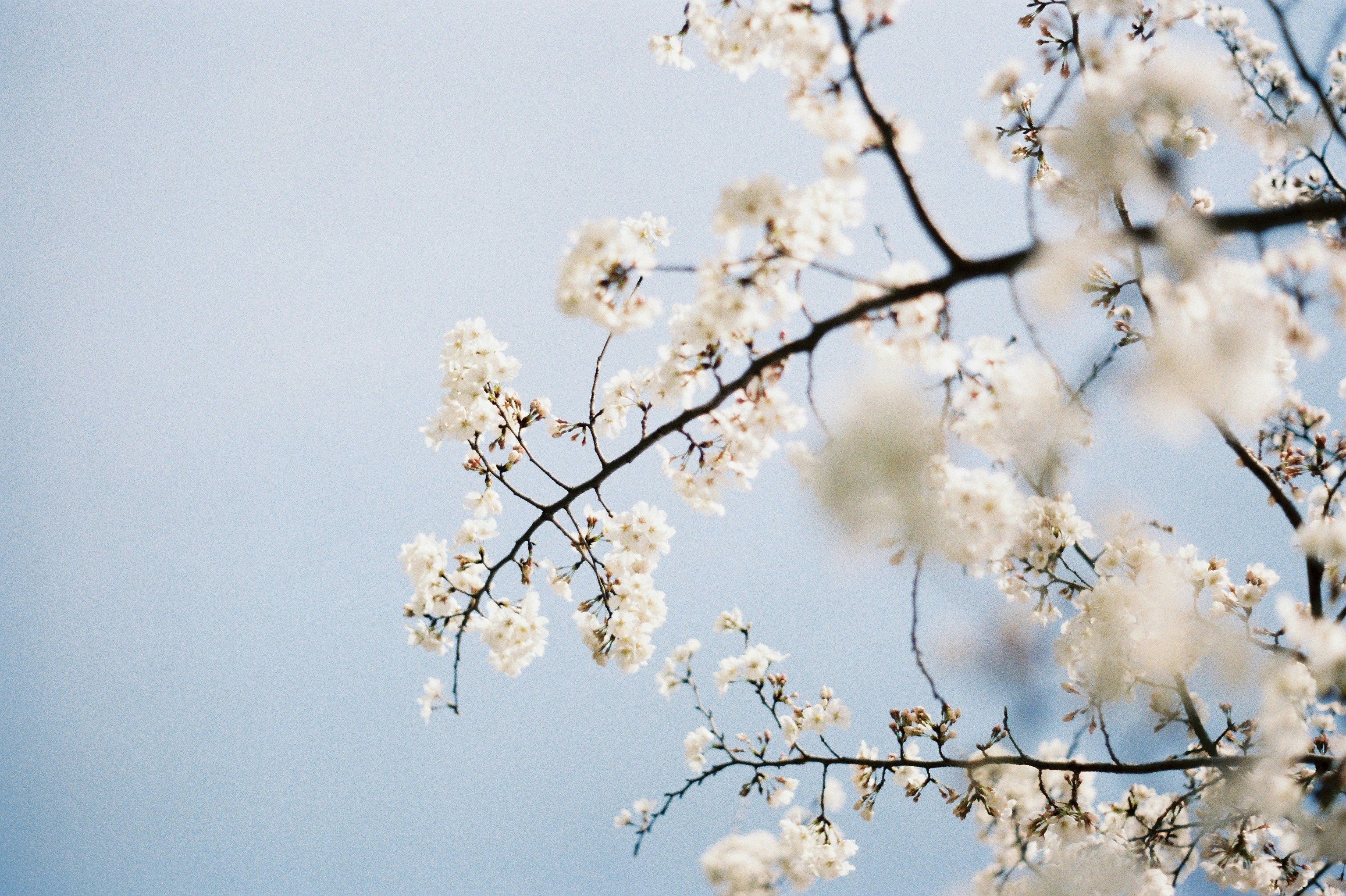 White Cherry Blossoms Against Light Blue Sky