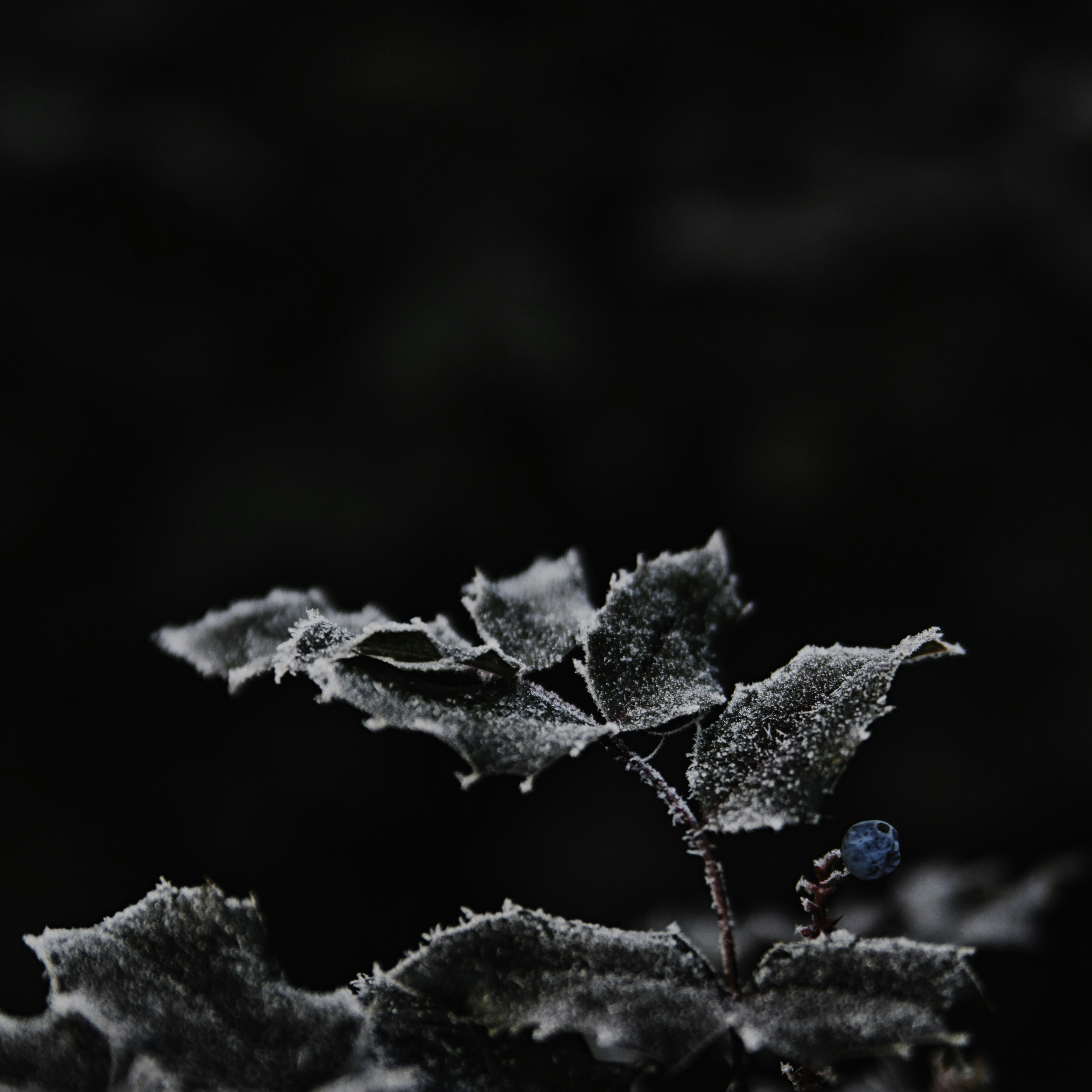 Frosted Leaves With Blue Berry