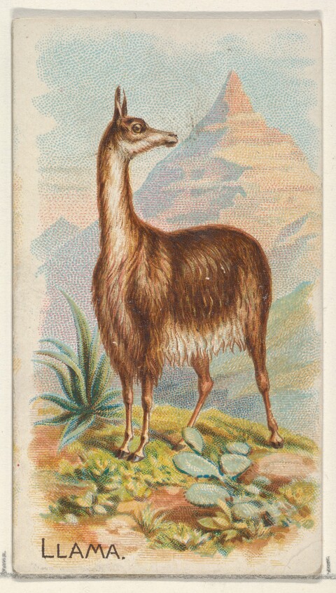 Vintage Illustration of a Llama