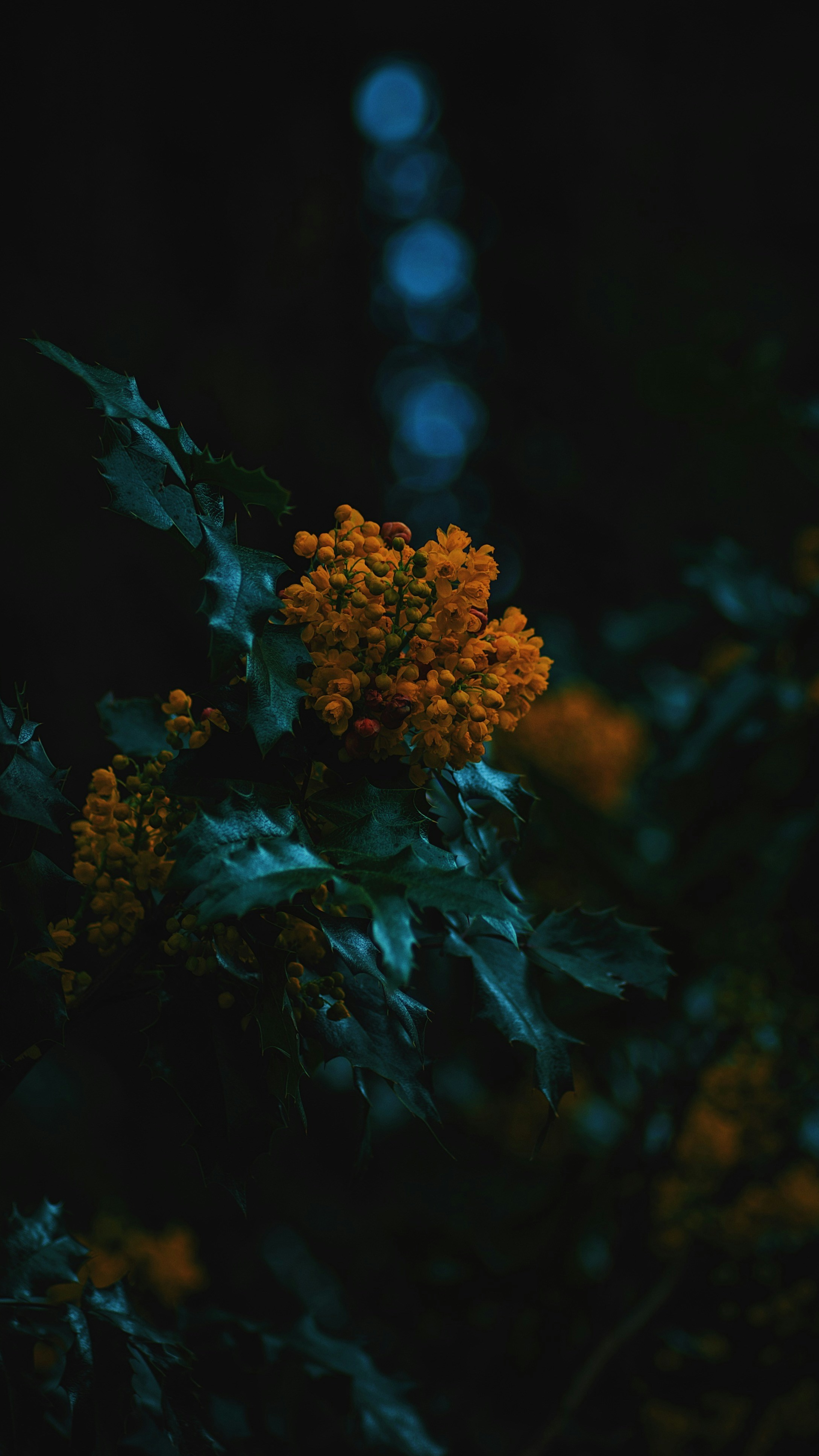 Wallpapers