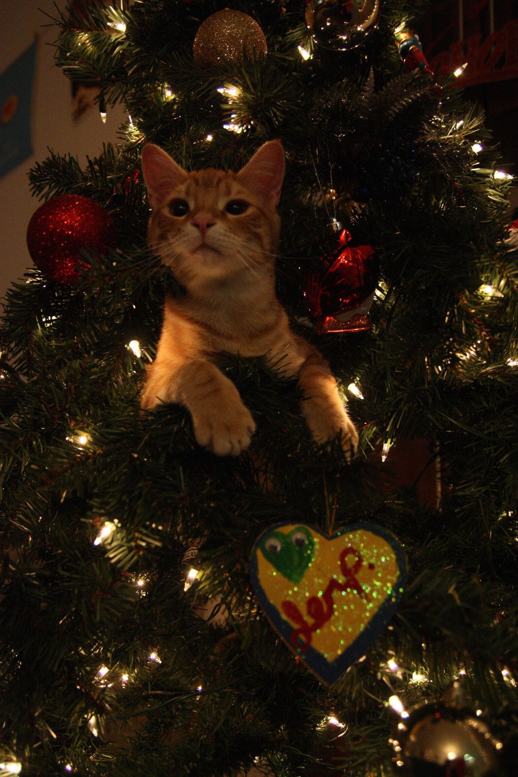 Image 70437 — Pets