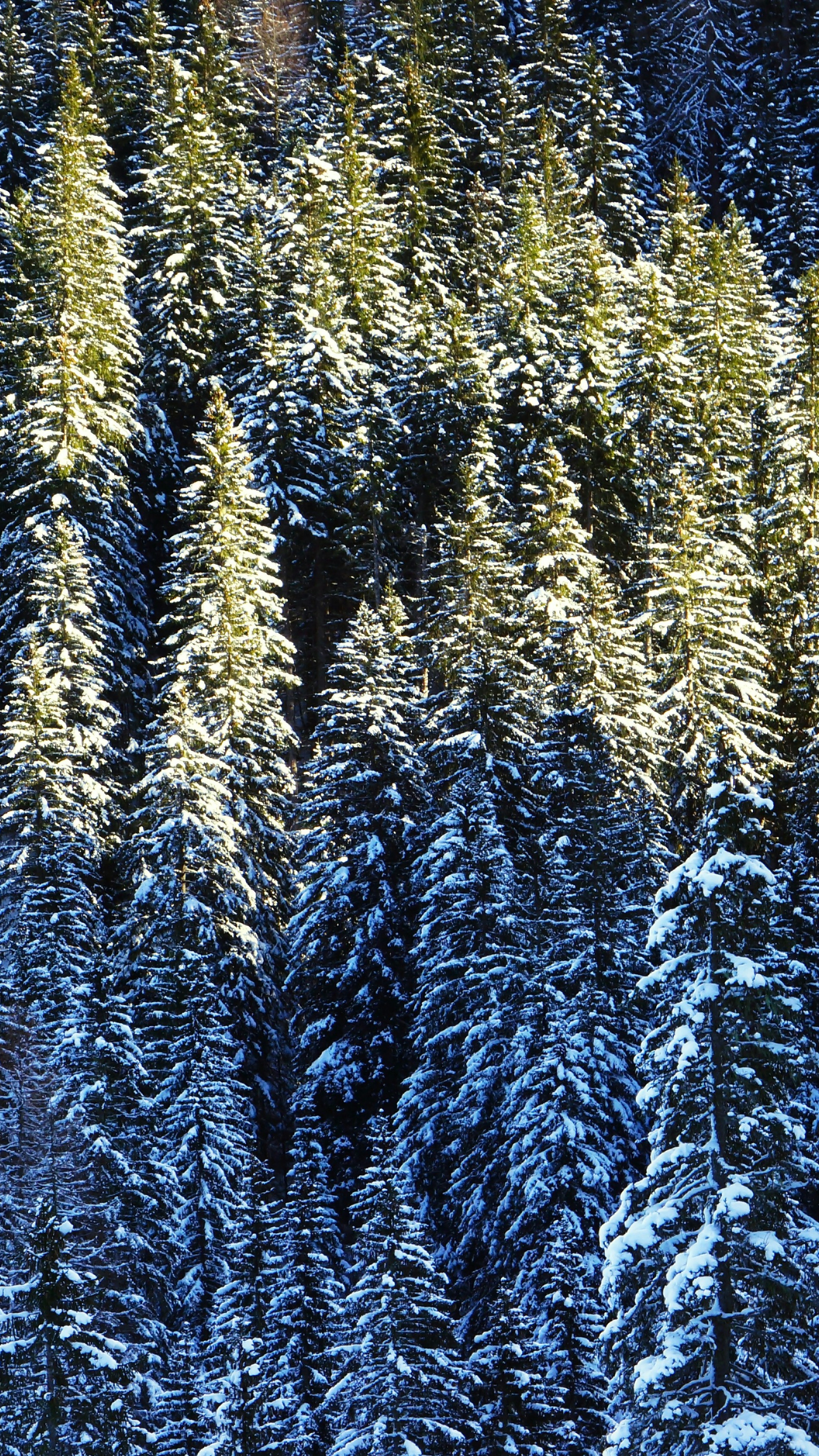 Snow Covered Pine Forest