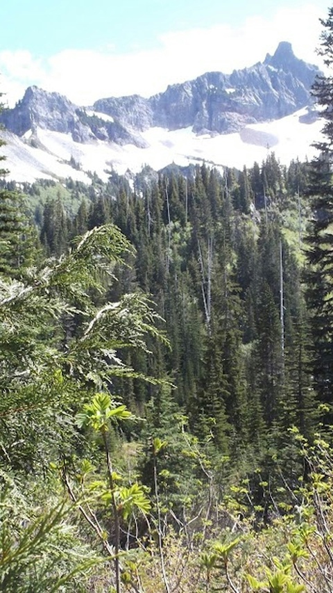 Snow Capped Mountain Forest Landscape