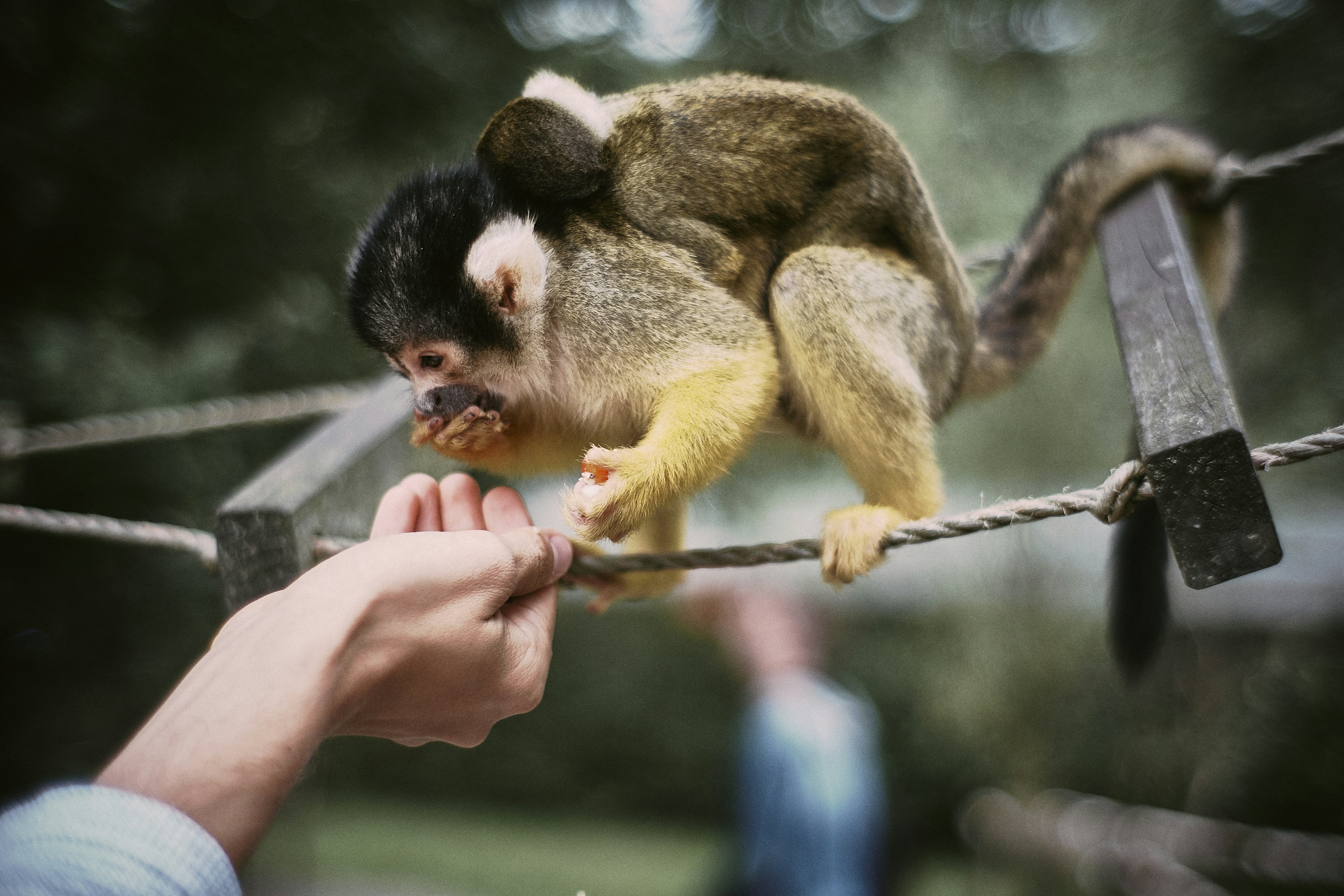 Squirrel Monkey Interacts With Human Hand