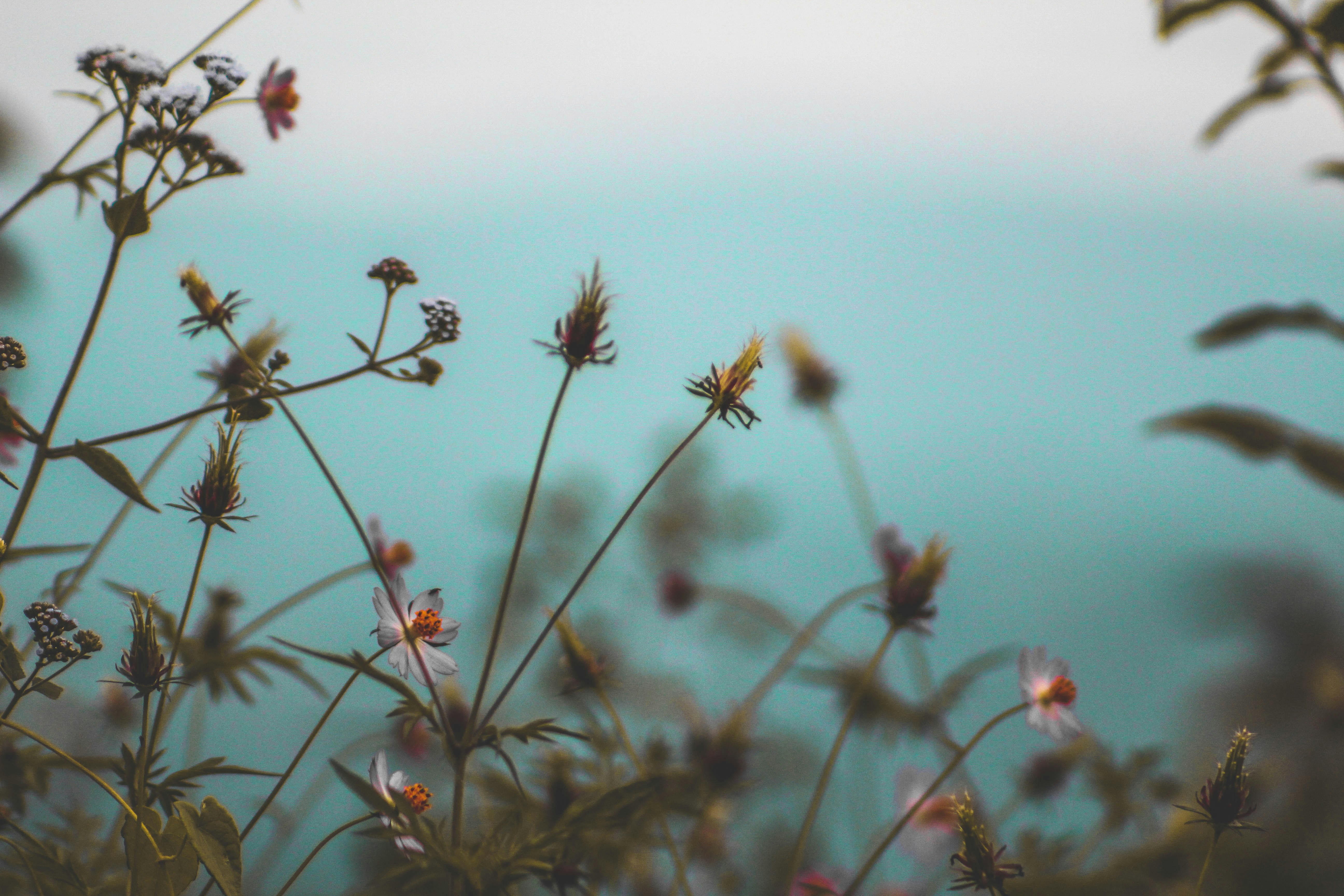 Wildflowers Against Soft Turquoise Background