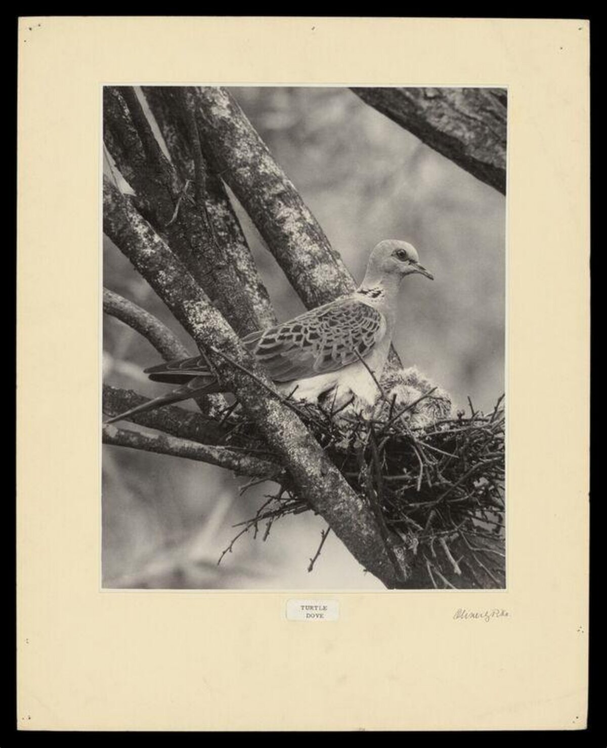Turtle Dove on Nest in Tree