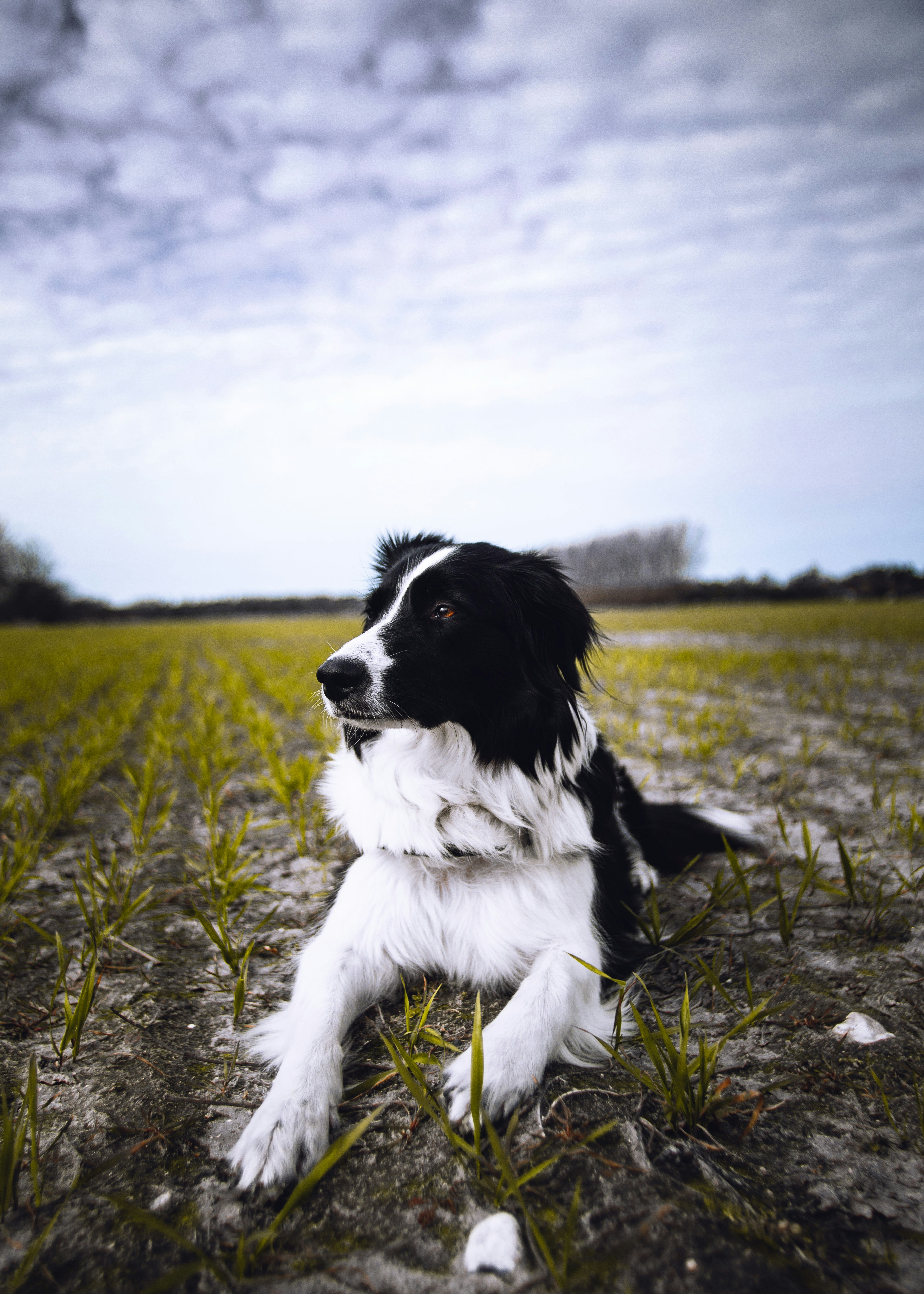 Black and White Collie Resting in Field — Phone Backgrounds