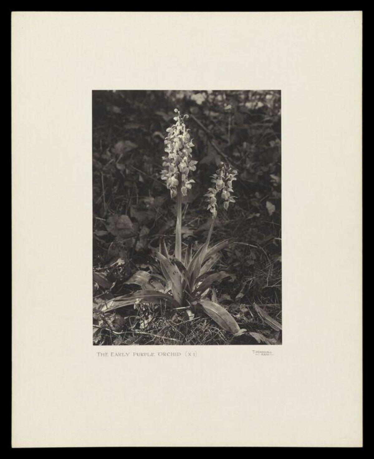 Early Purple Orchid Botanical Photo