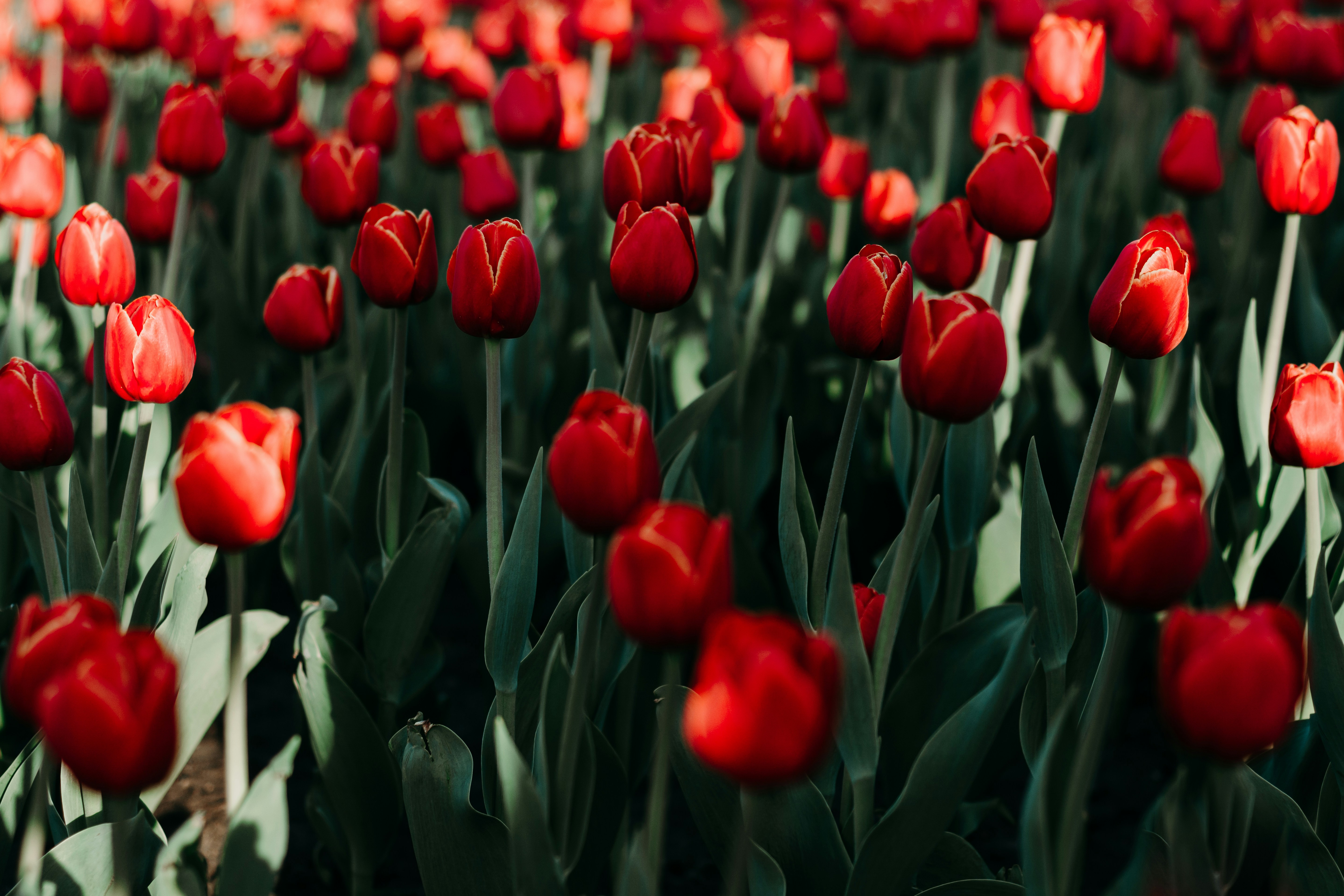 Blooming Red Tulip Field