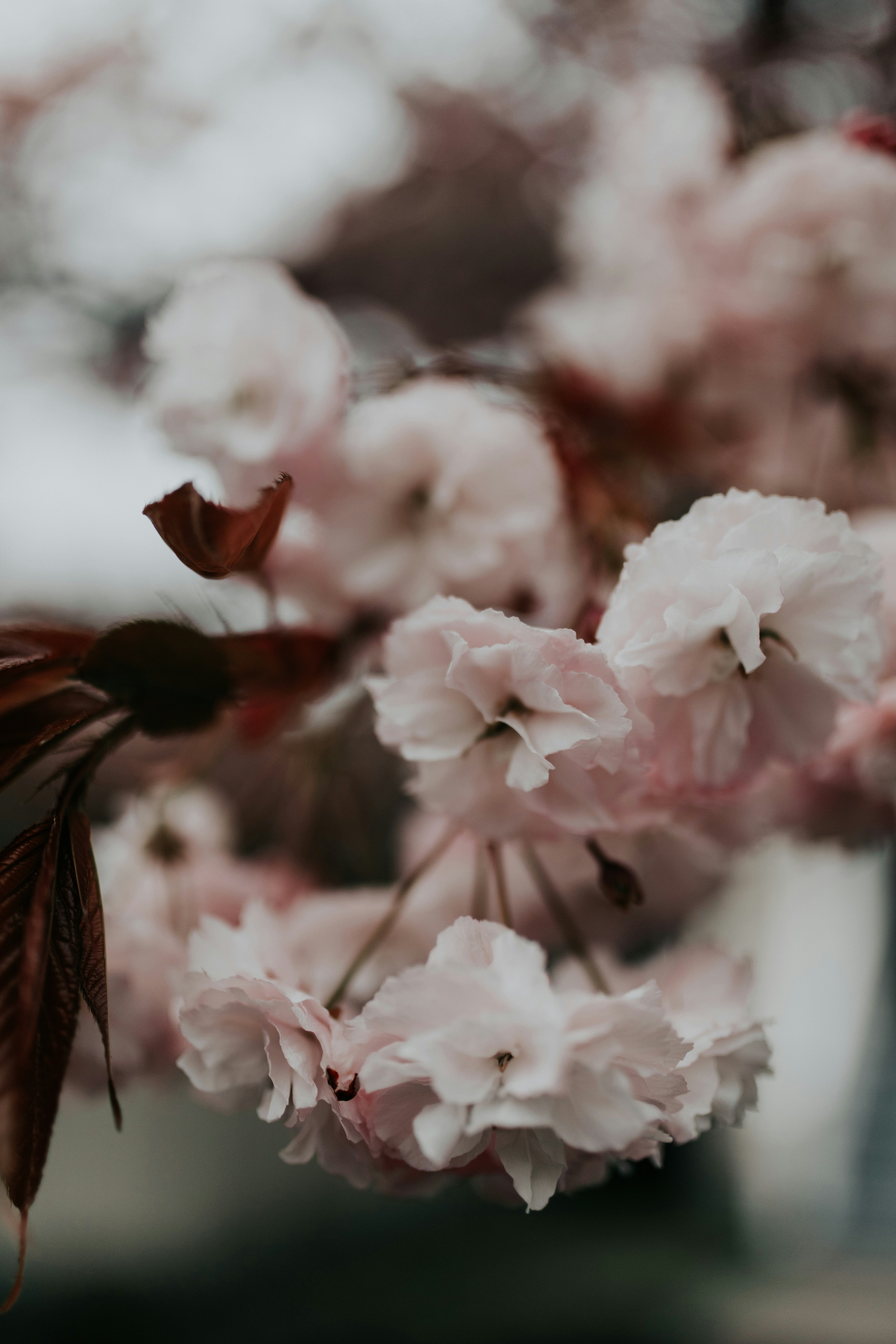 Close-up of Pink Cherry Blossoms