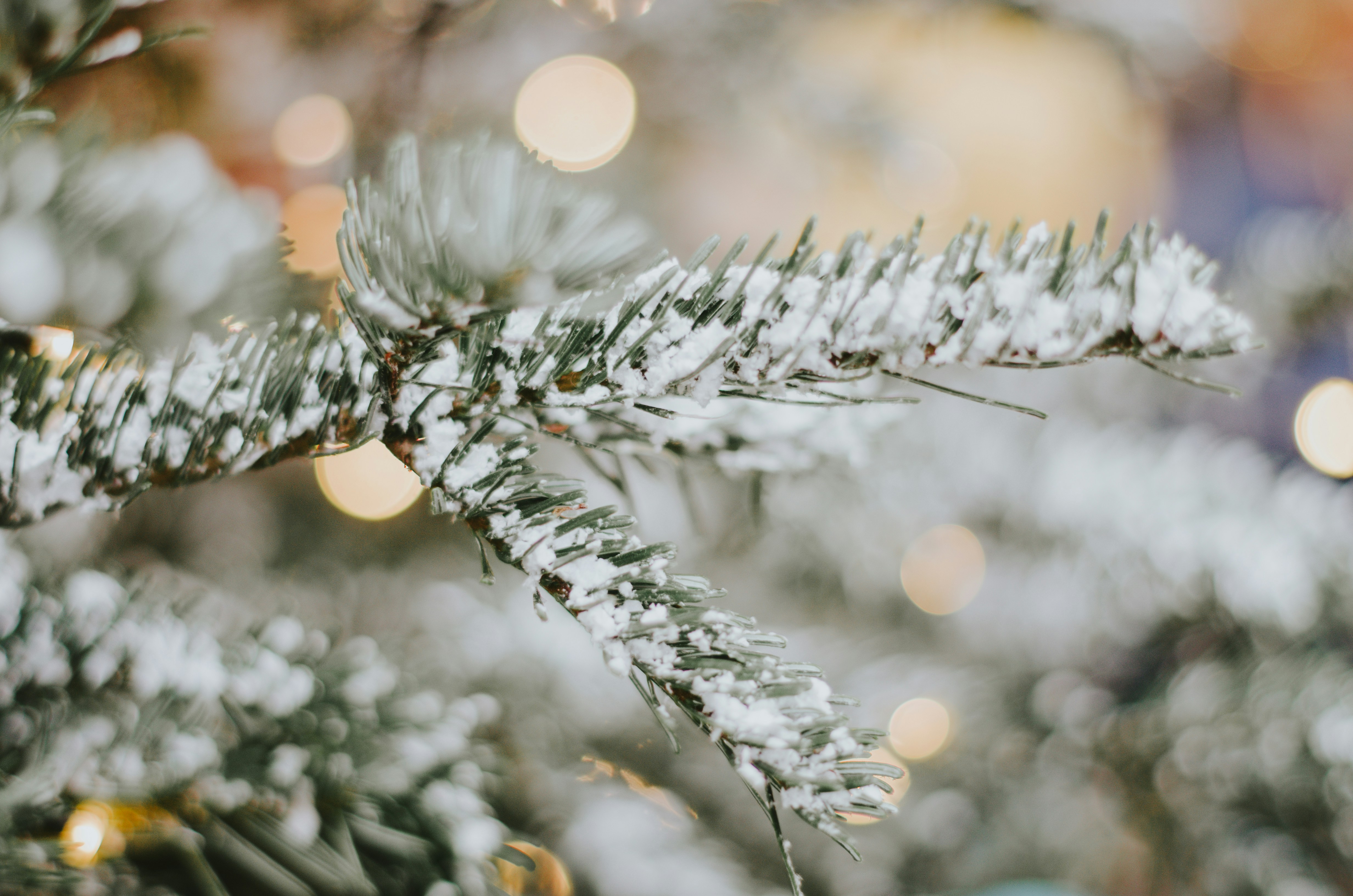 Snow-covered Pine Branch