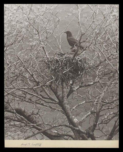 Crow at Nest in Bare Tree