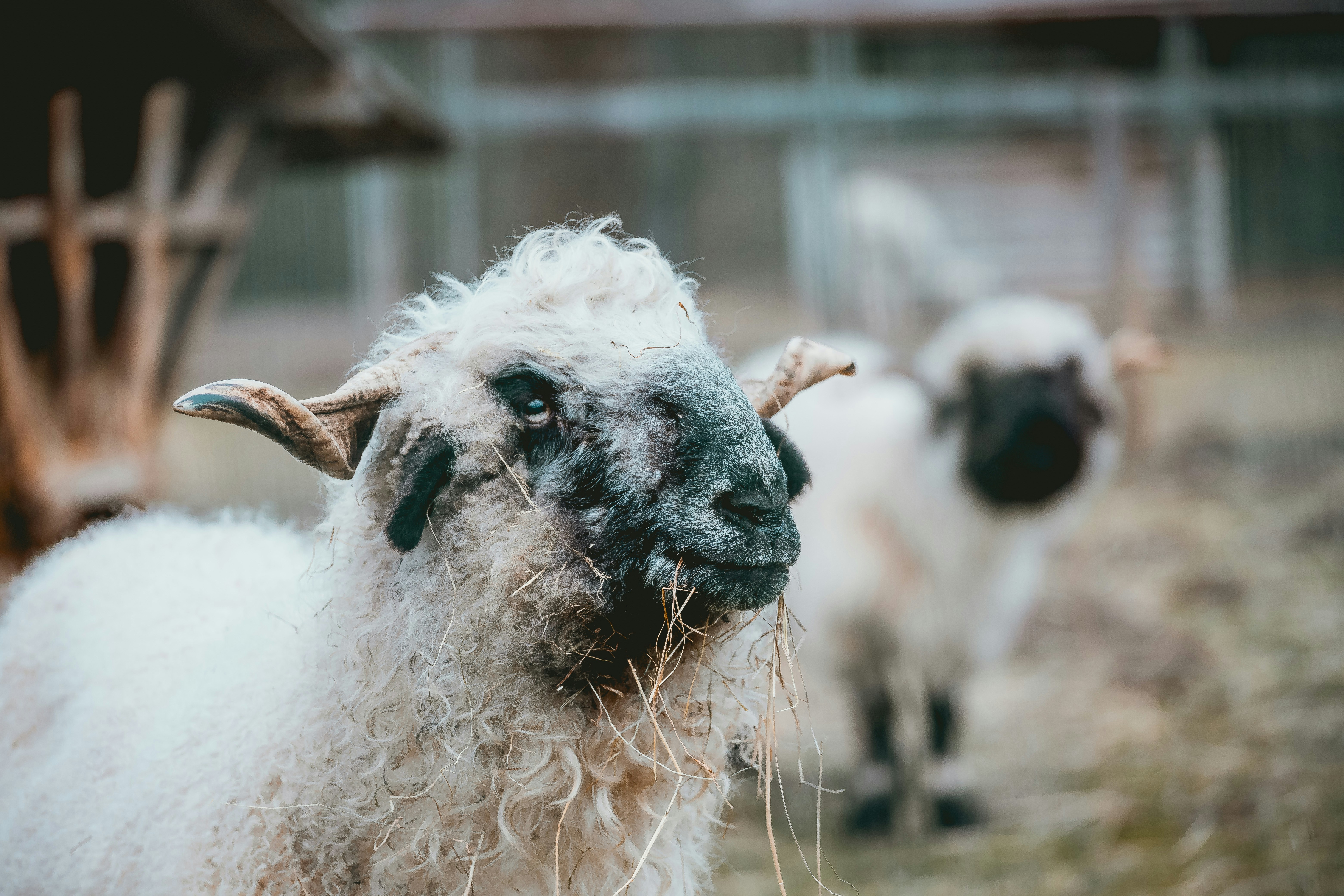 Black-faced Sheep in Farm Pasture