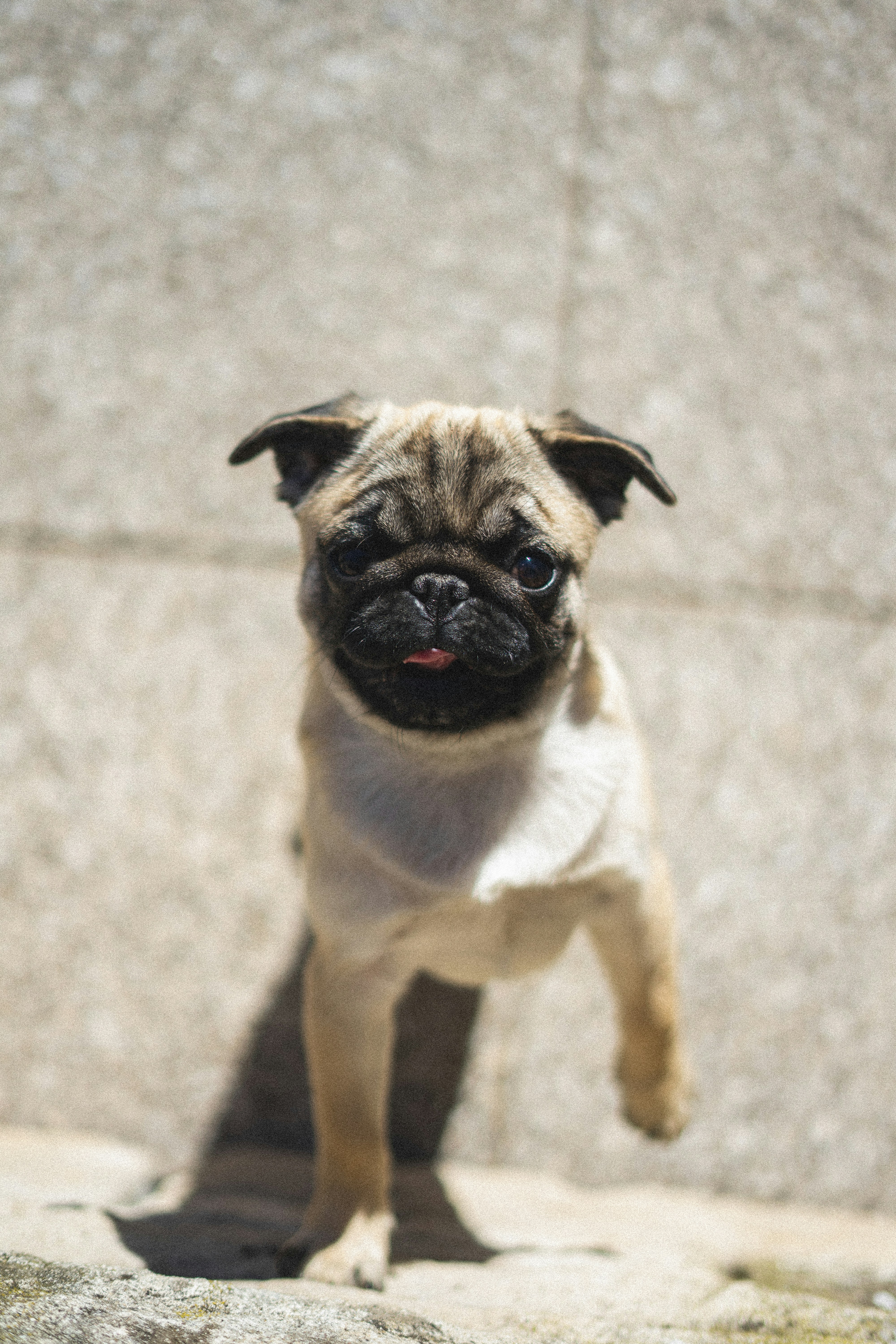 Alert Pug Standing On Stone Step
