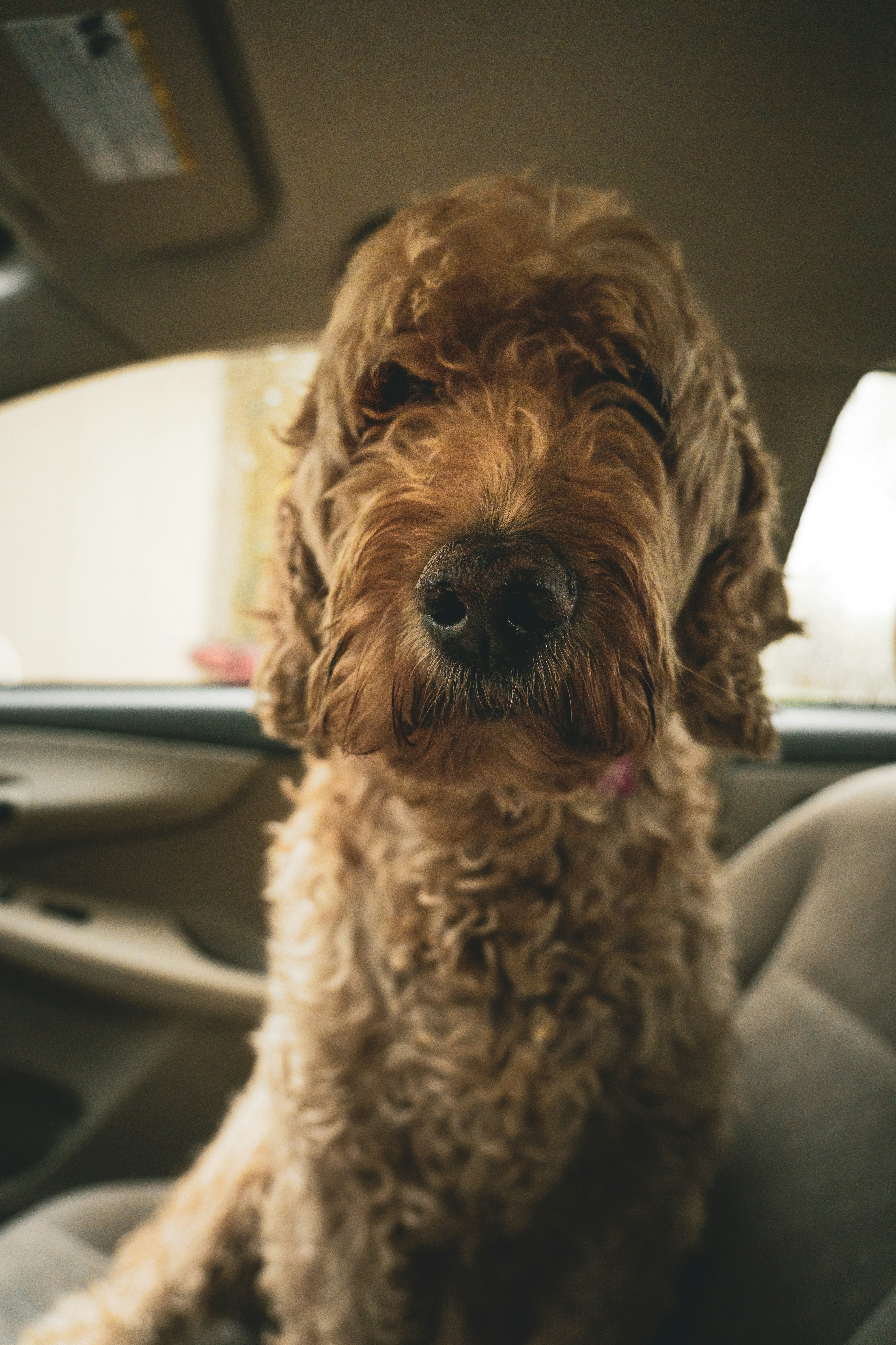 Curly Brown Dog In Car