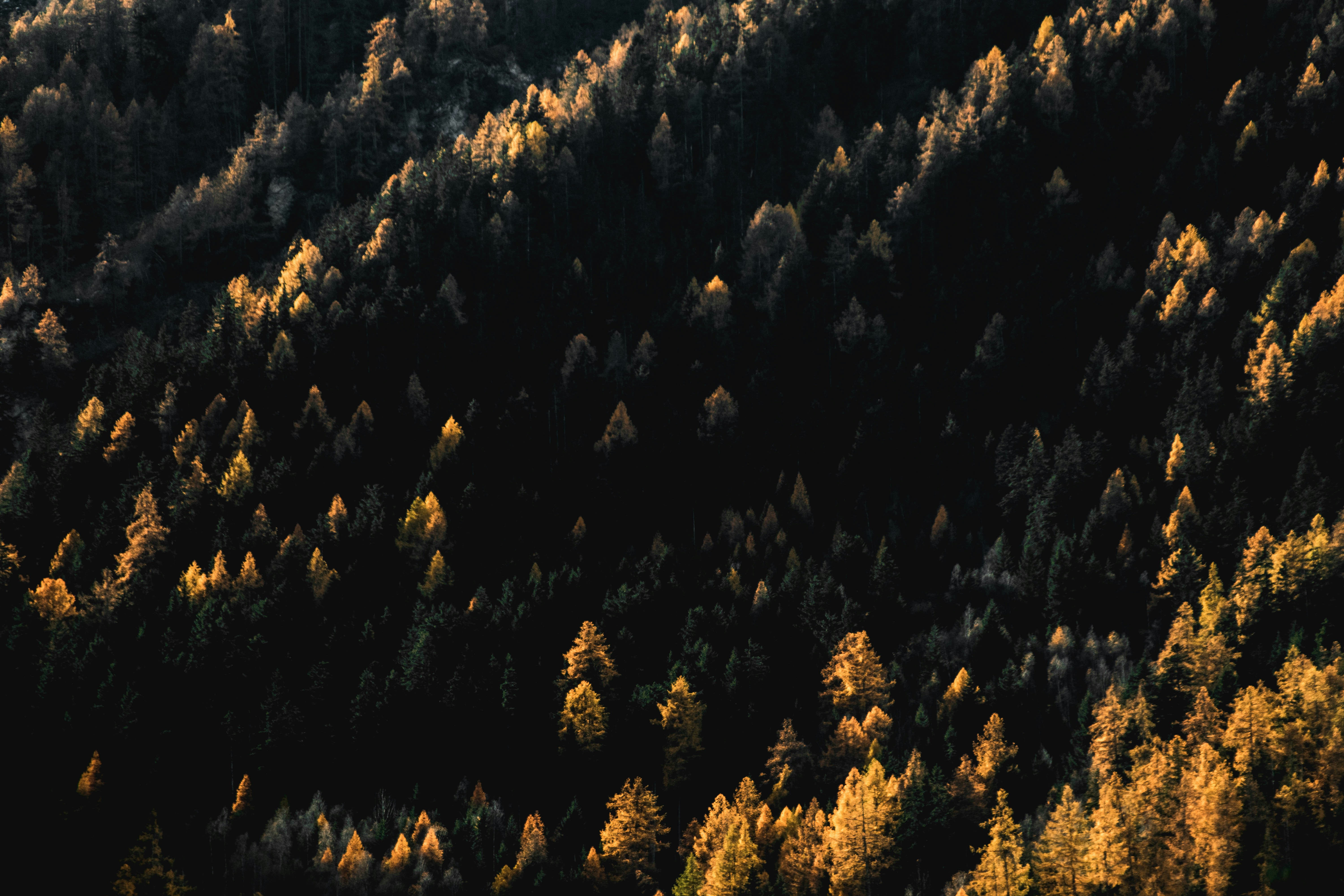 Sunlit Golden Mountain Forest
