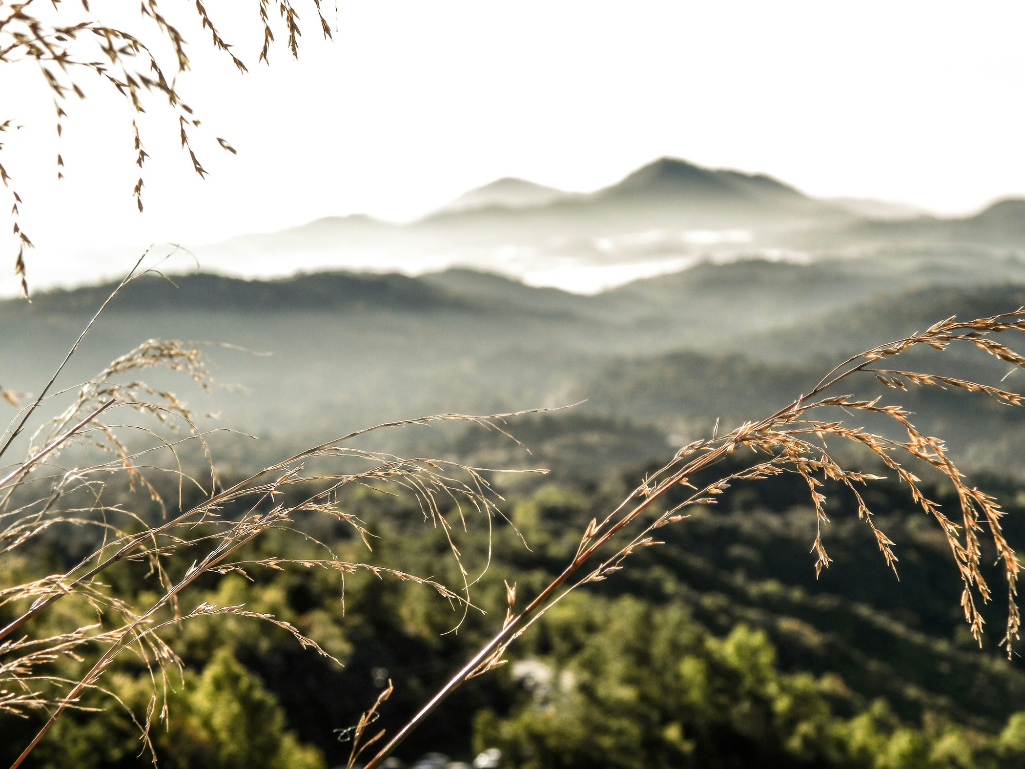 Misty Mountains with Dry Grass Foreground