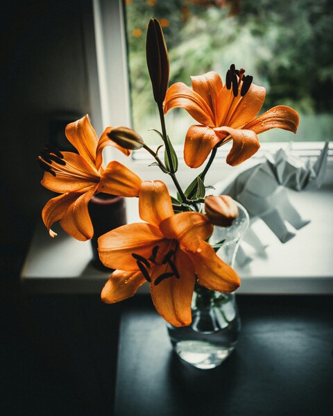 Orange Lilies by Window Sill