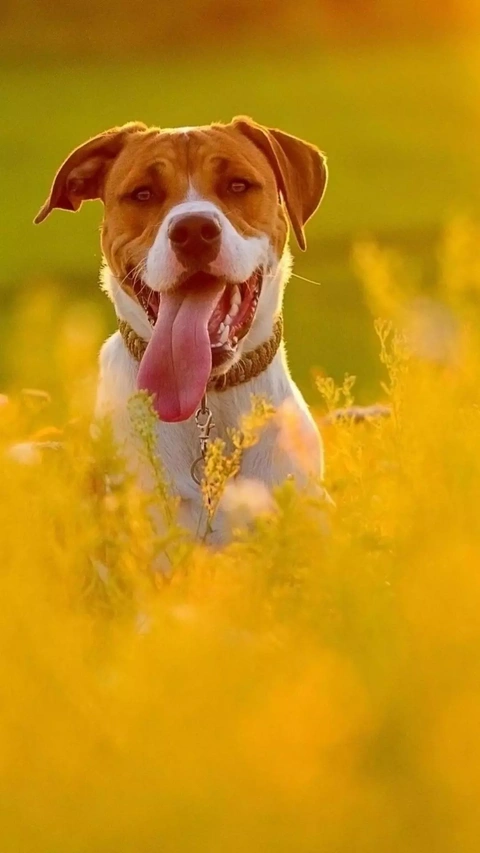 Image 140599 — Pets