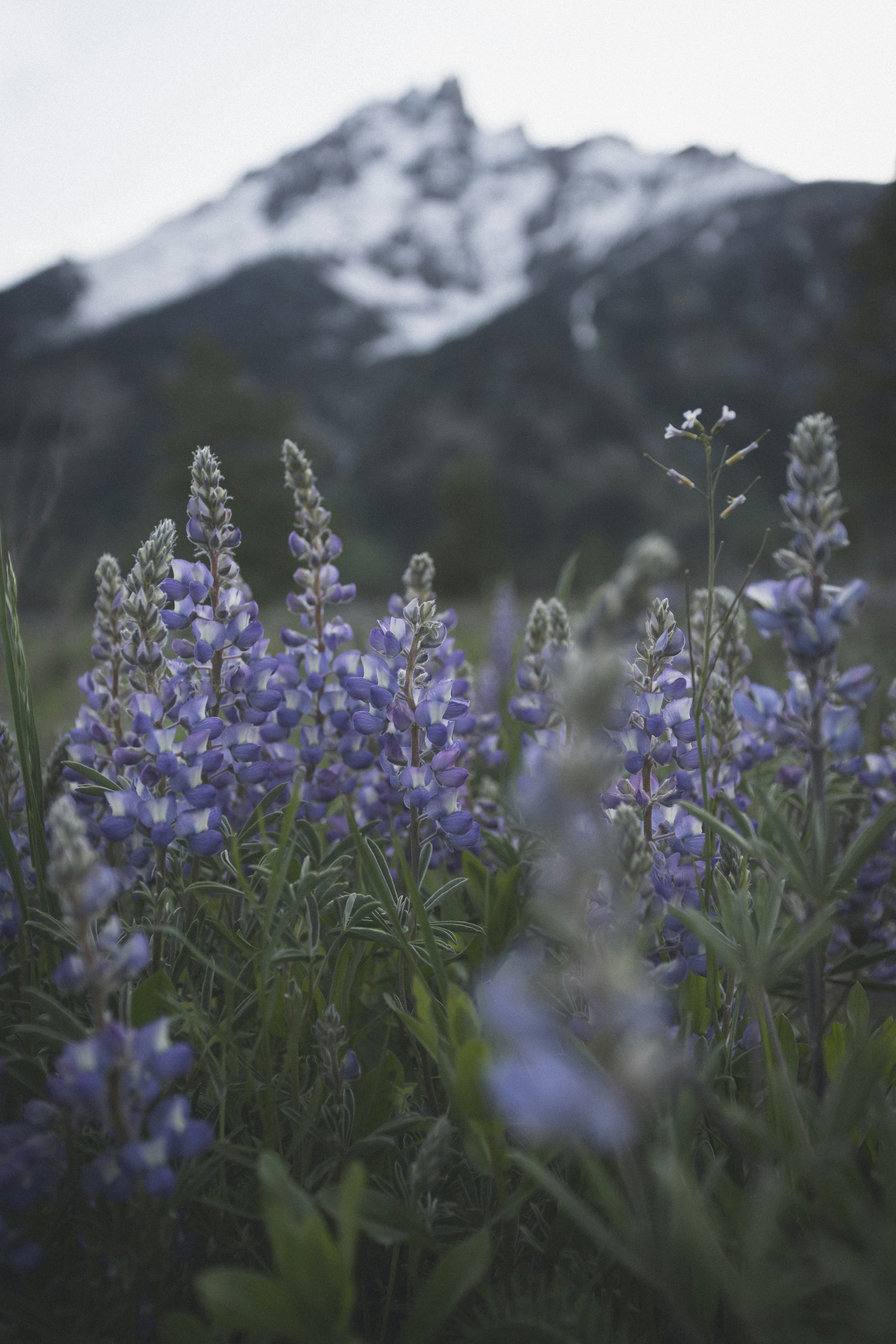 Purple Lupines Before Snowy Mountain