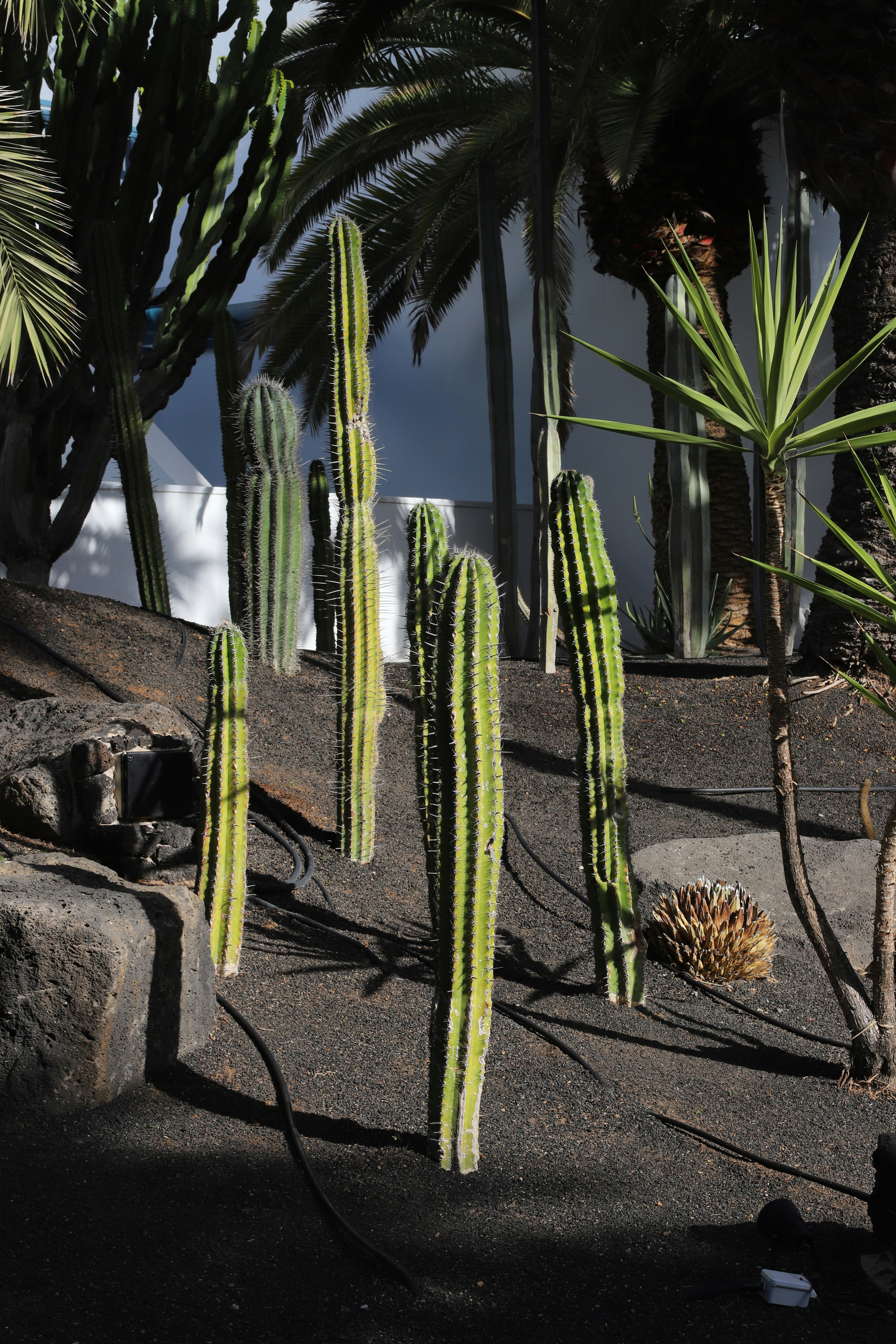 Columnar Cacti in Arid Garden