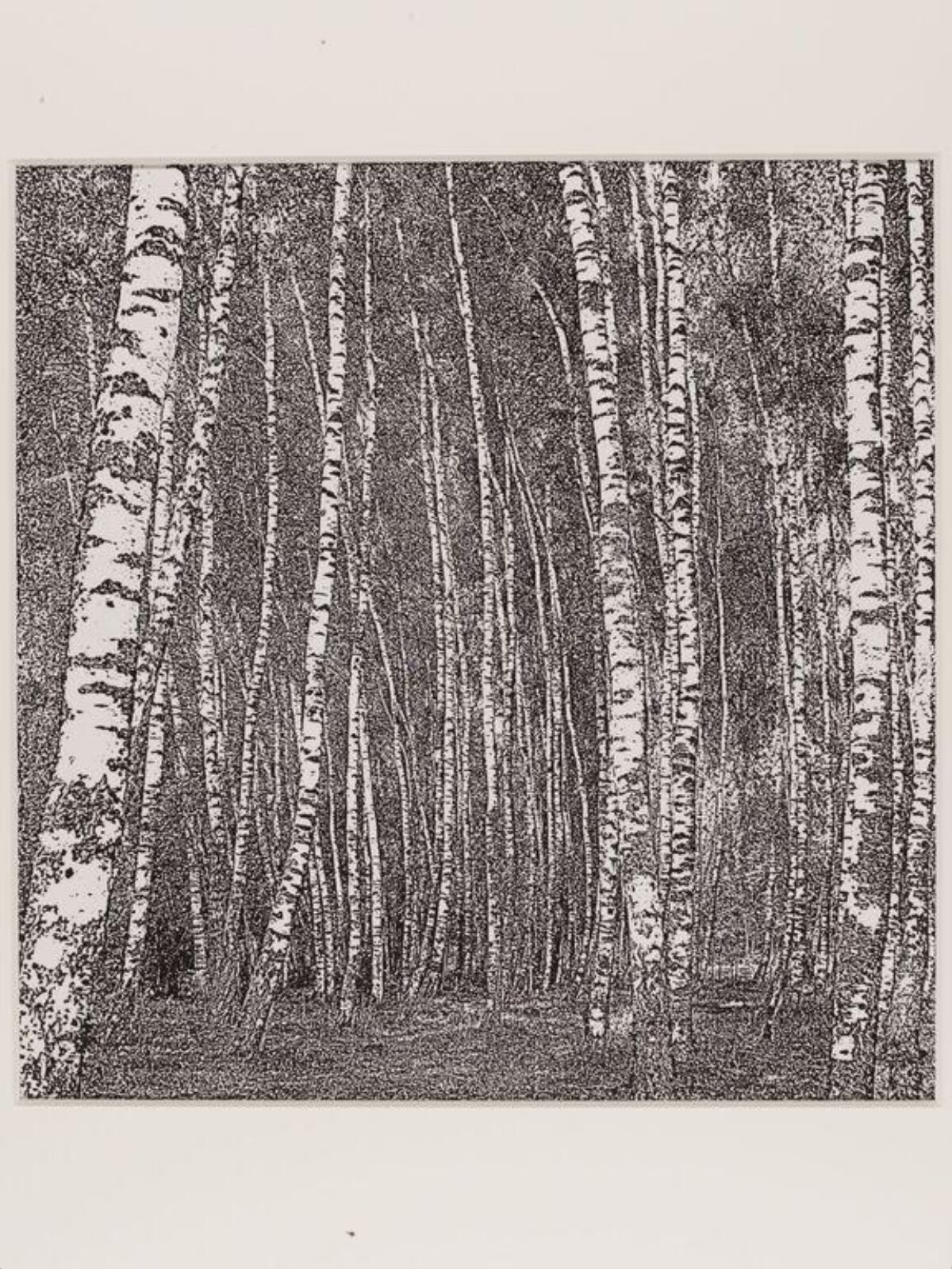Birch Forest Pen Drawing