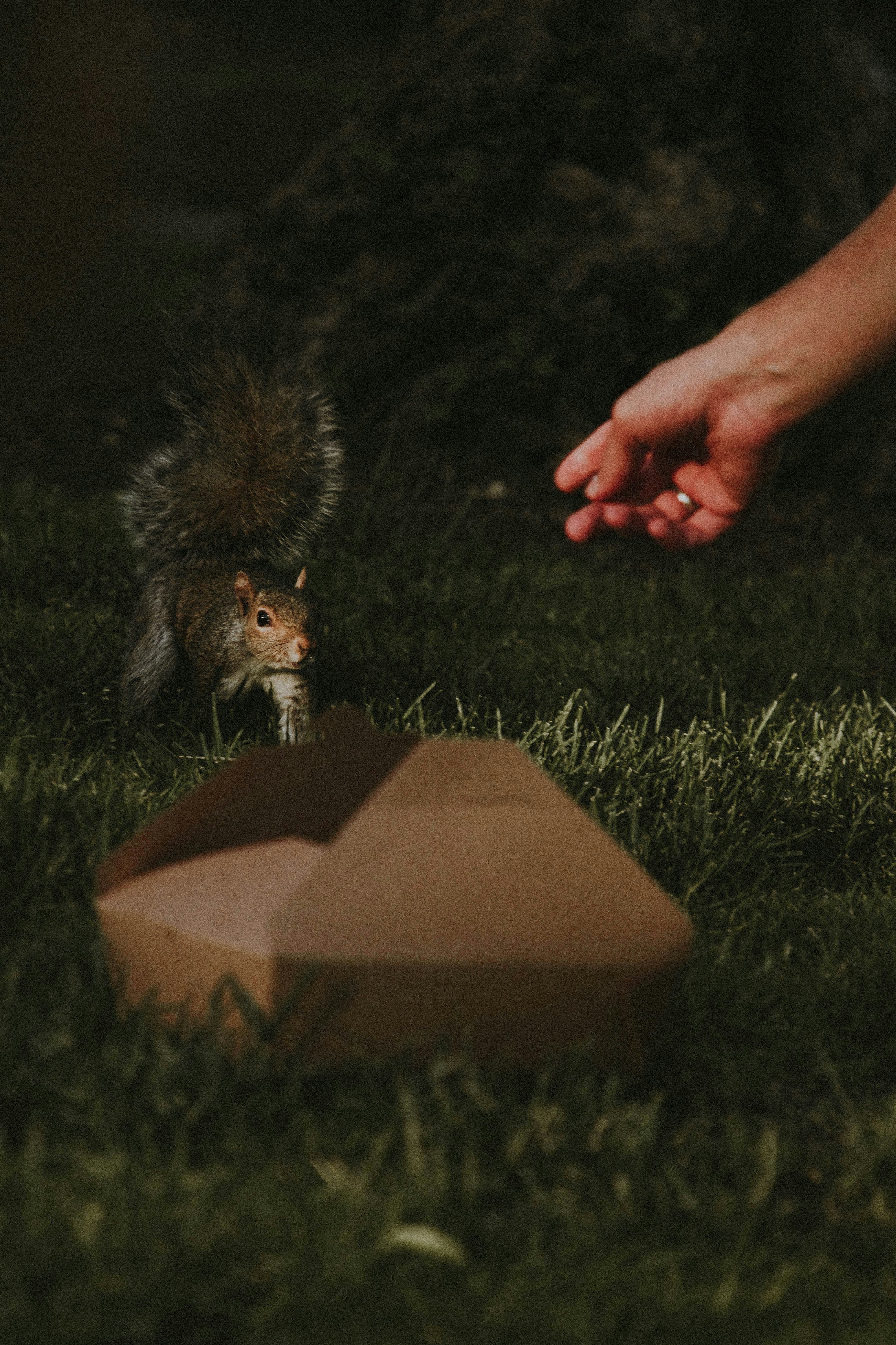 Hand Reaching Toward Wild Squirrel