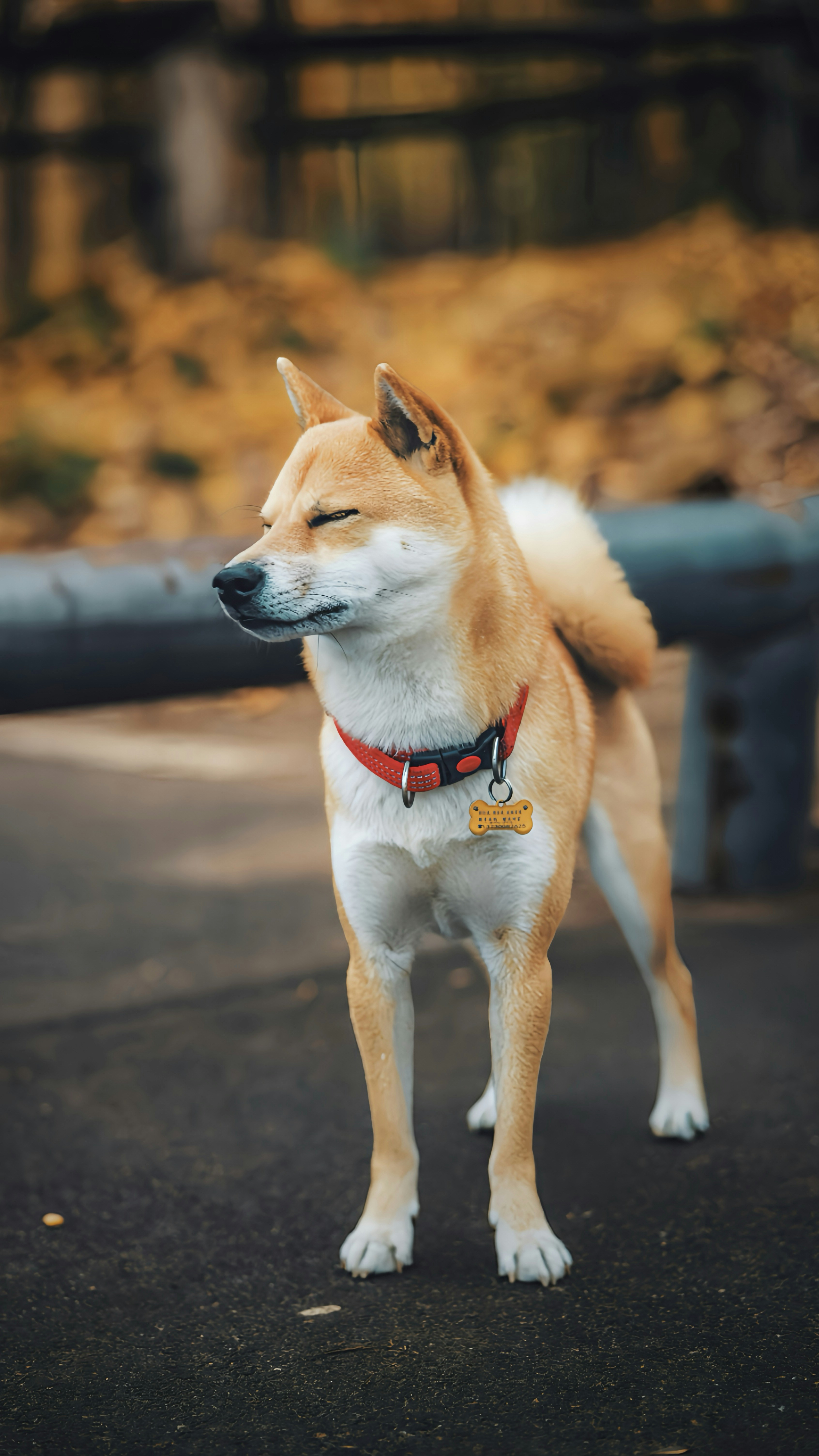 Shiba Inu in Autumn Park