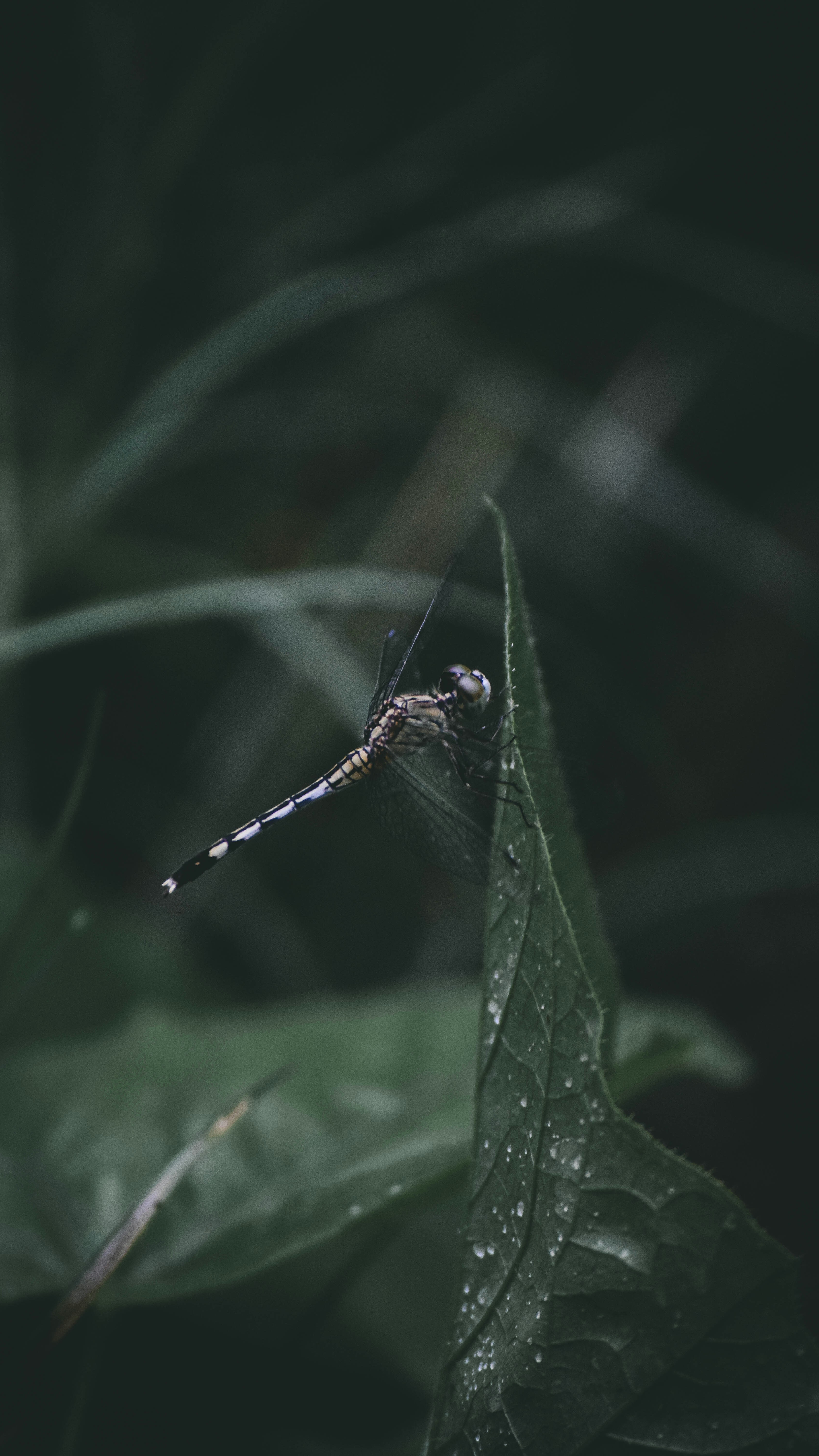 Wallpapers