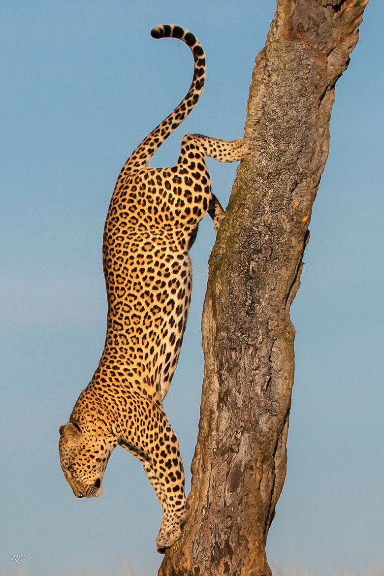 Leopard Descending a Tree Trunk