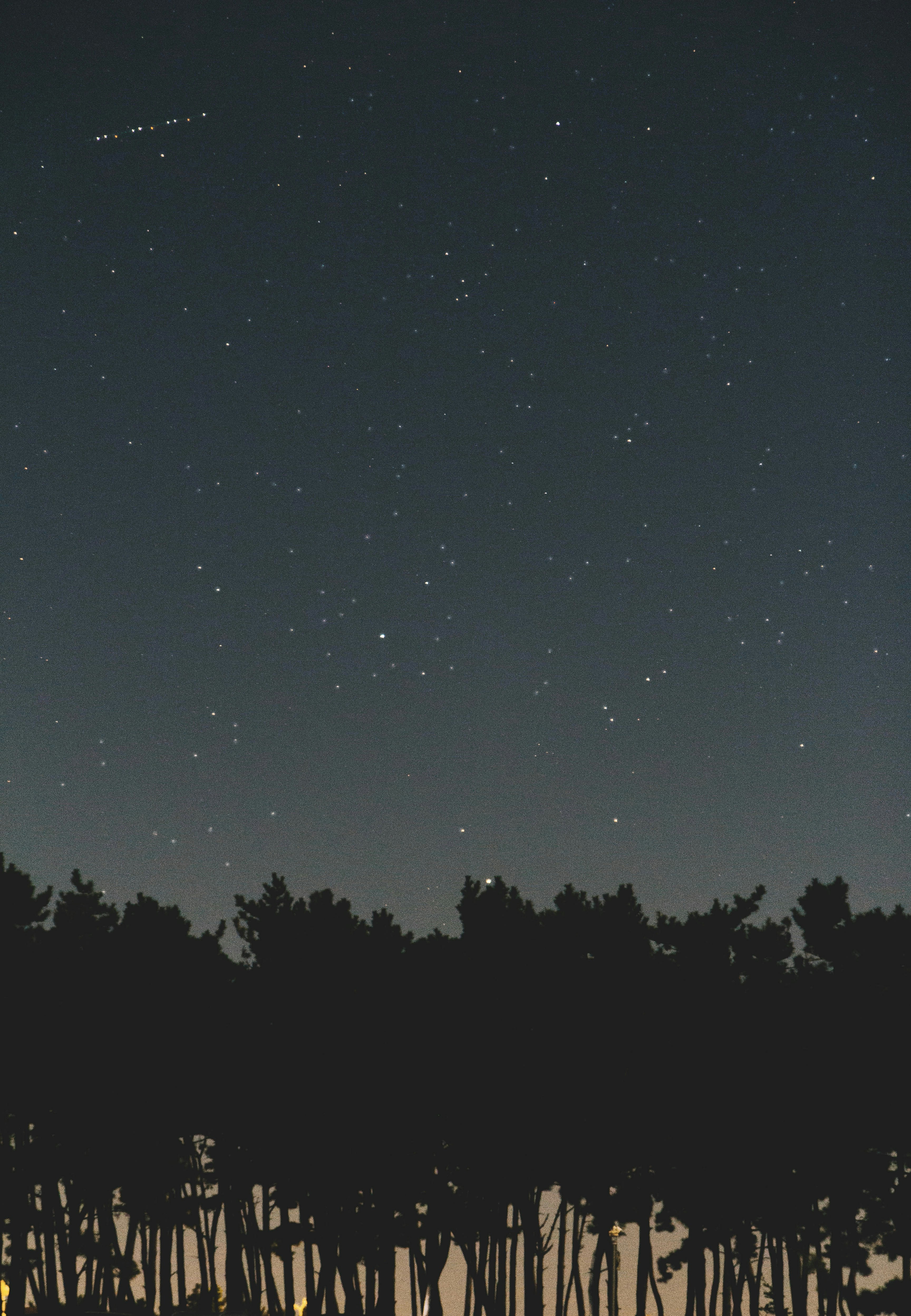 Starry Night Sky Over Forest