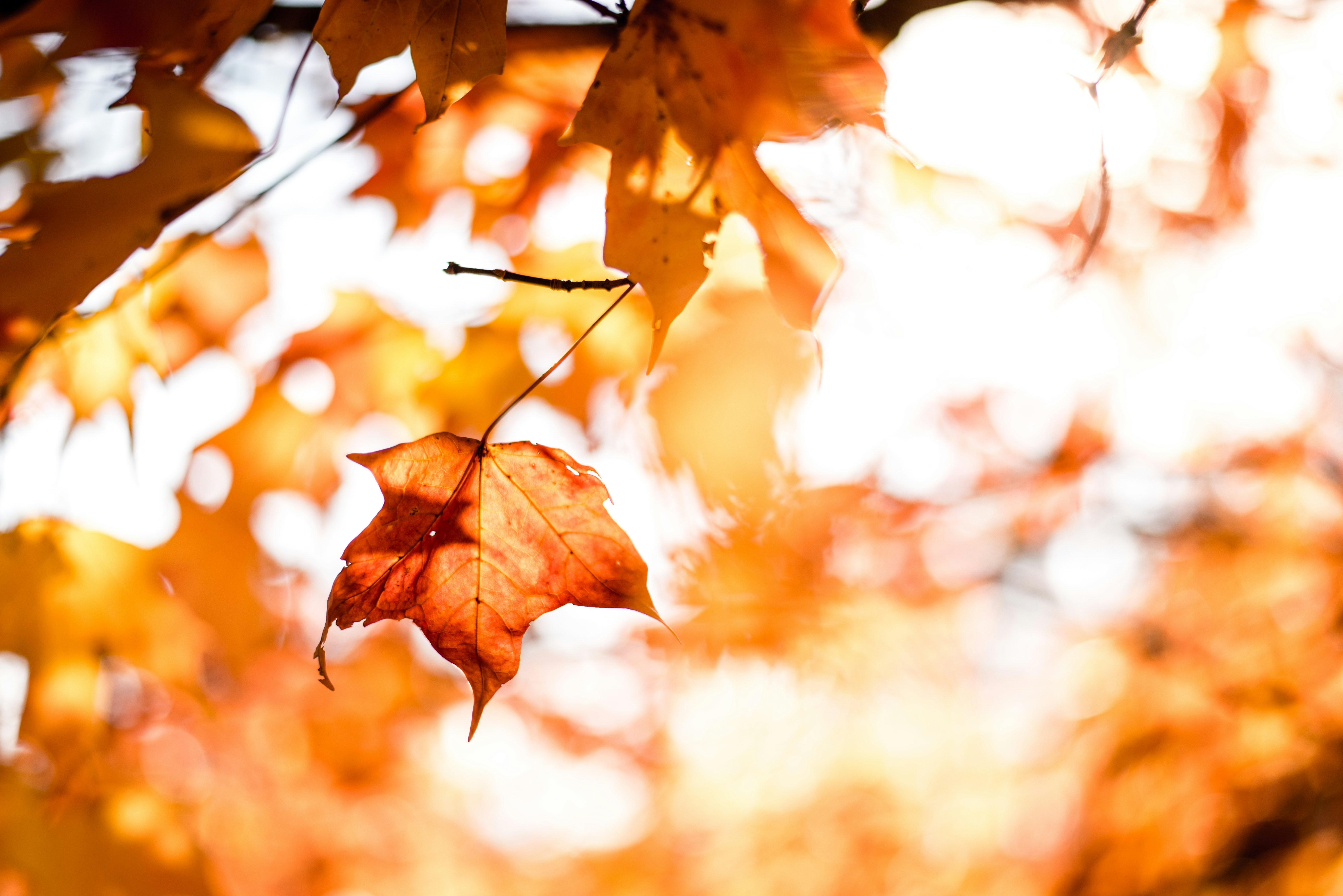 Backlit Autumn Maple Leaf