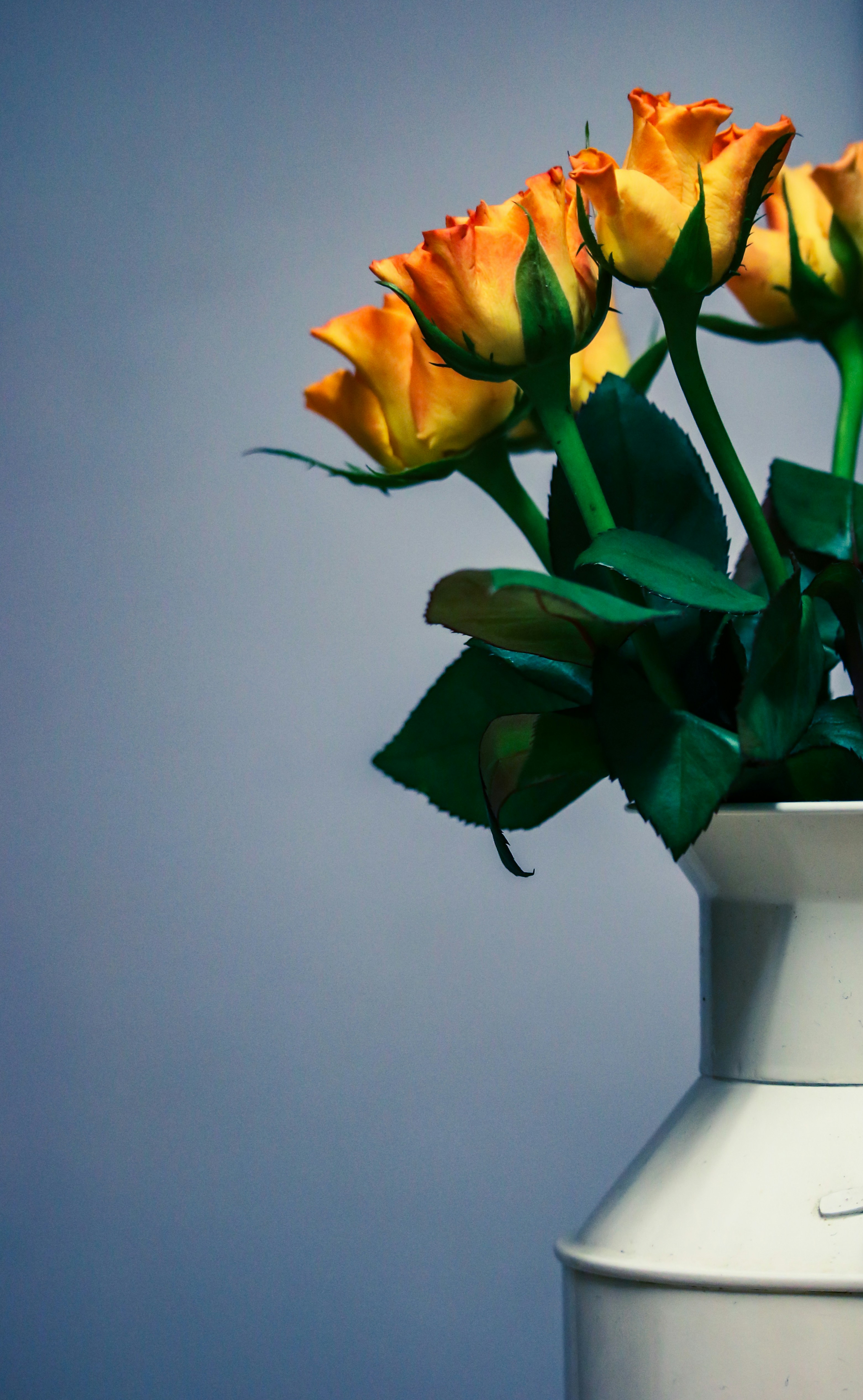 Orange Roses in White Vase