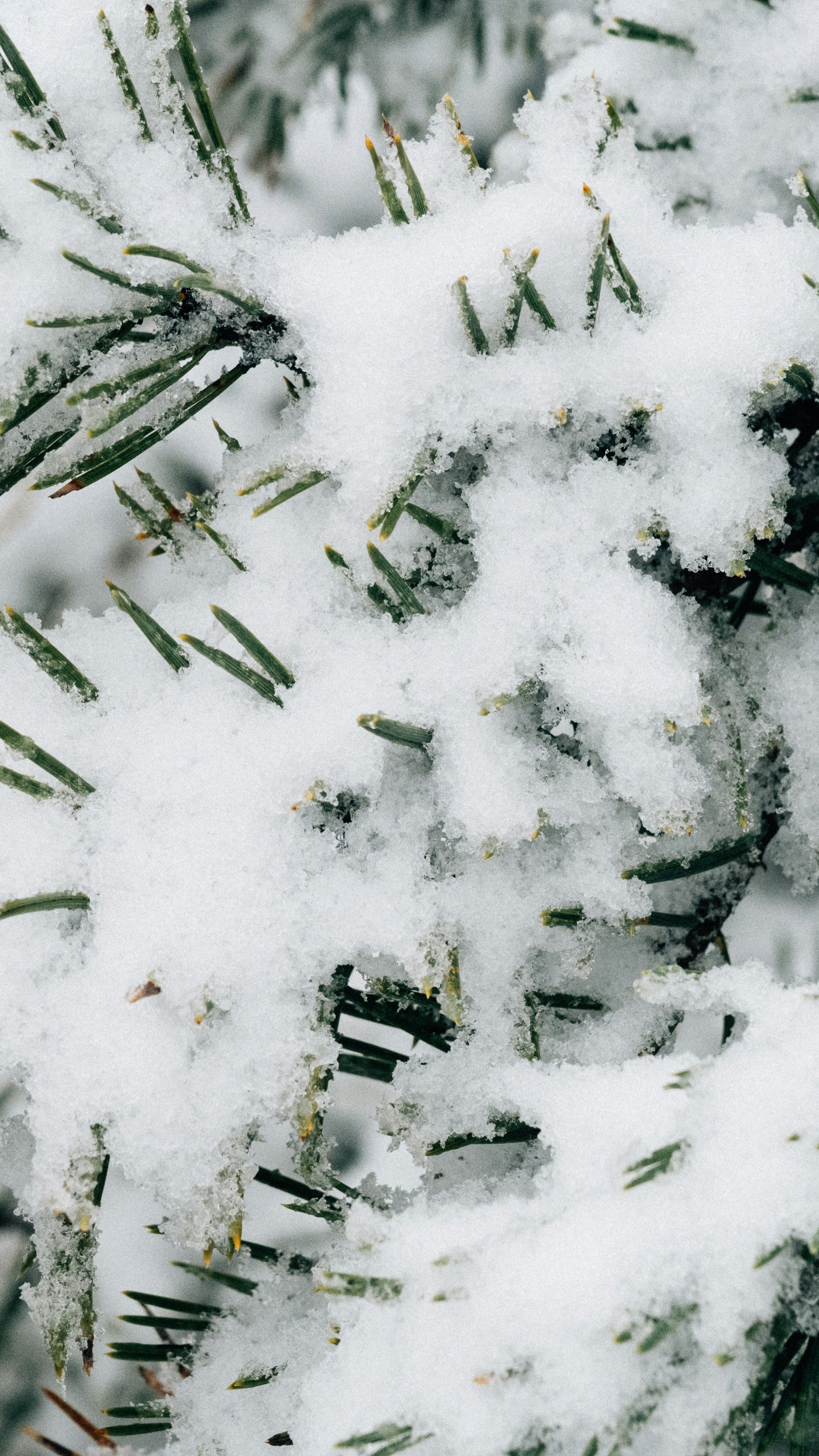 Snow Covered Pine Needles