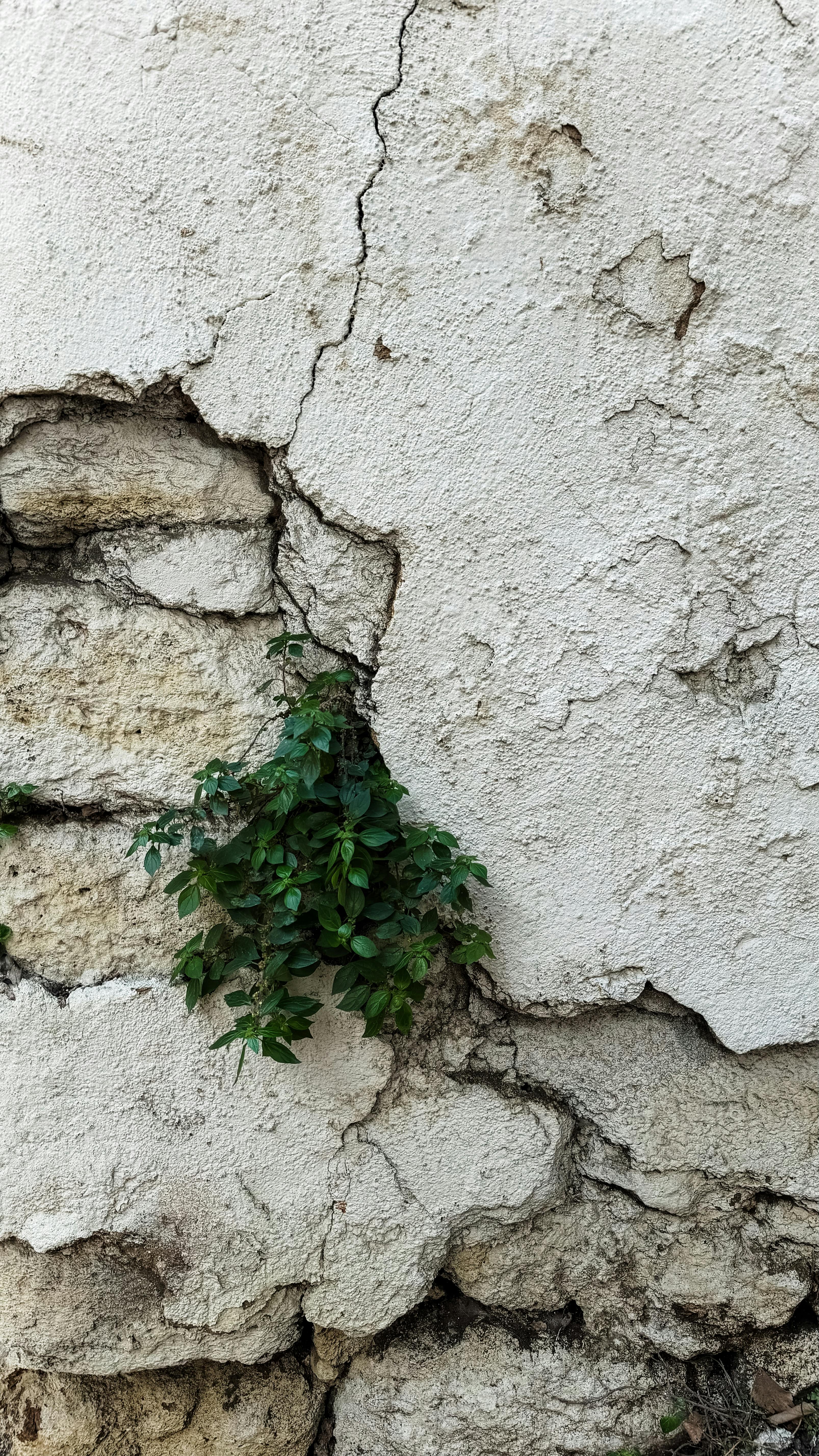 Green Plant Growing from Cracked Wall