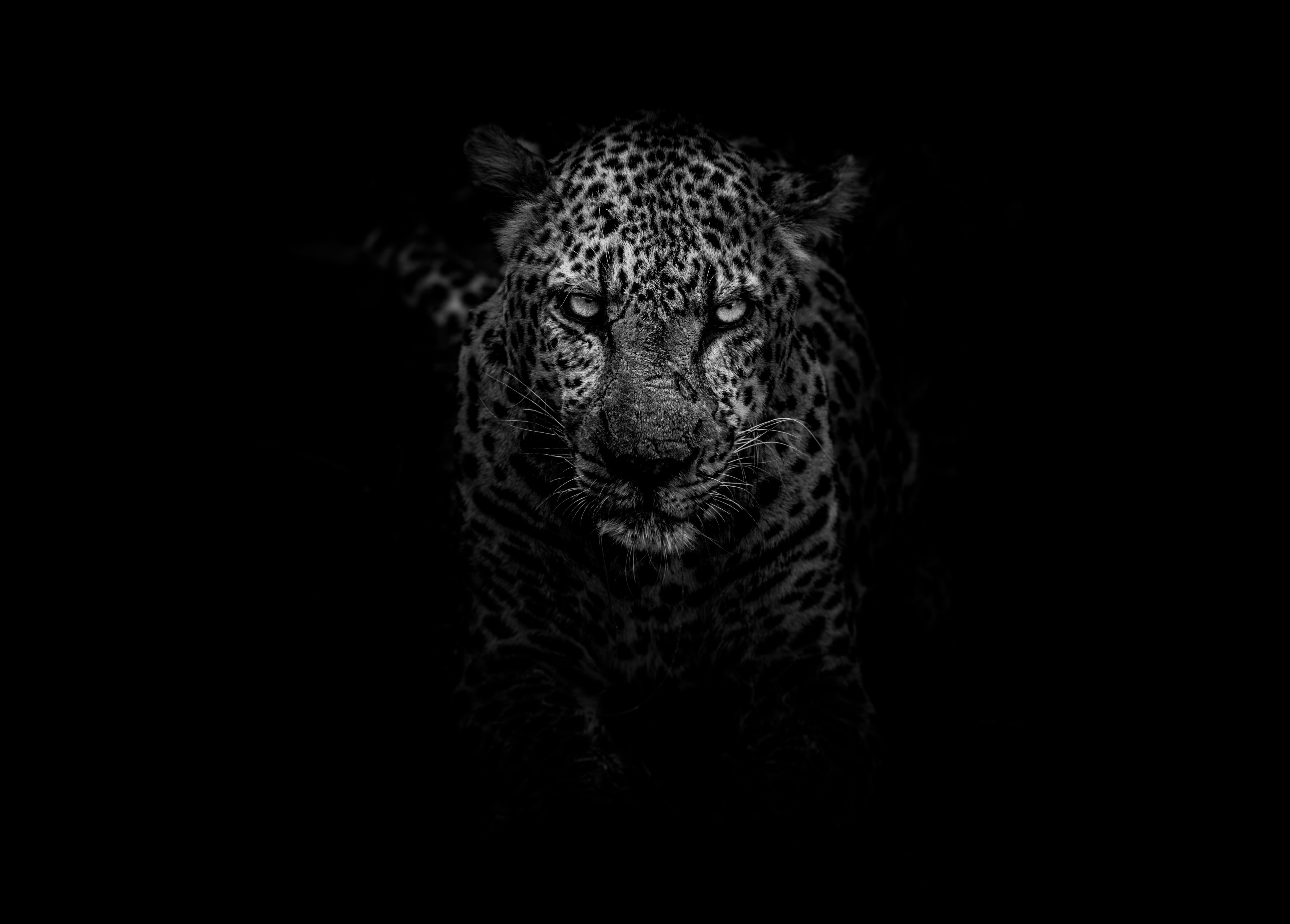 Black and White Leopard Portrait