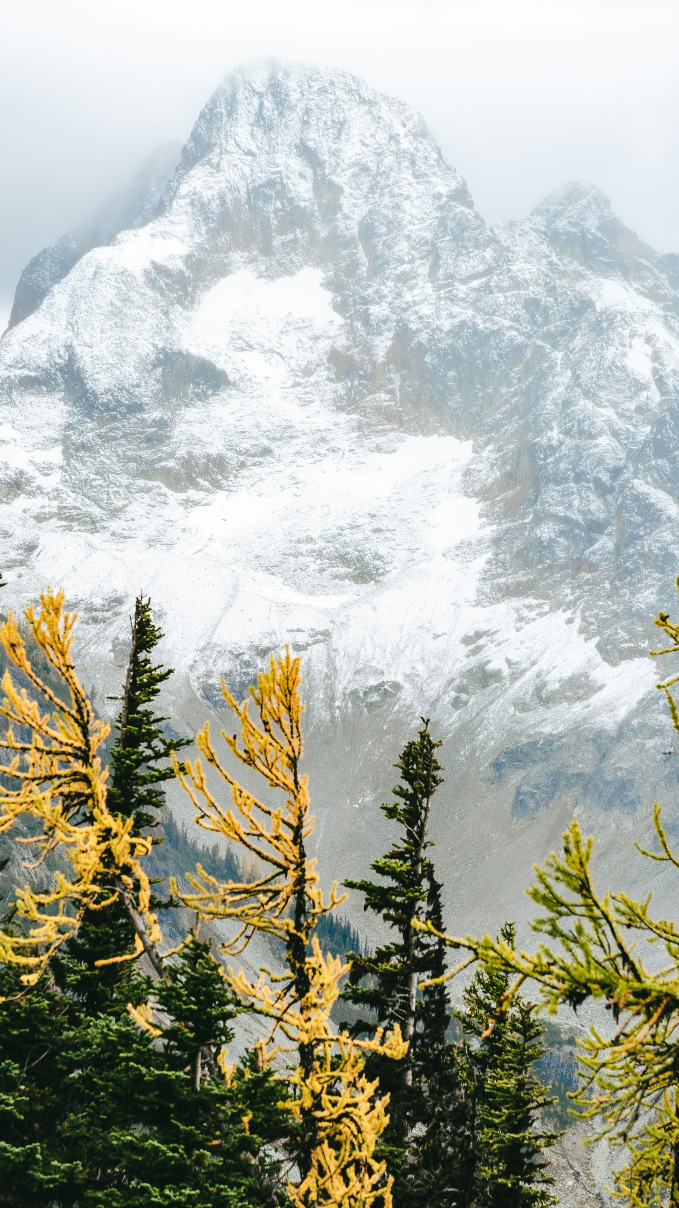 Snow-capped Mountain with Autumn Larches